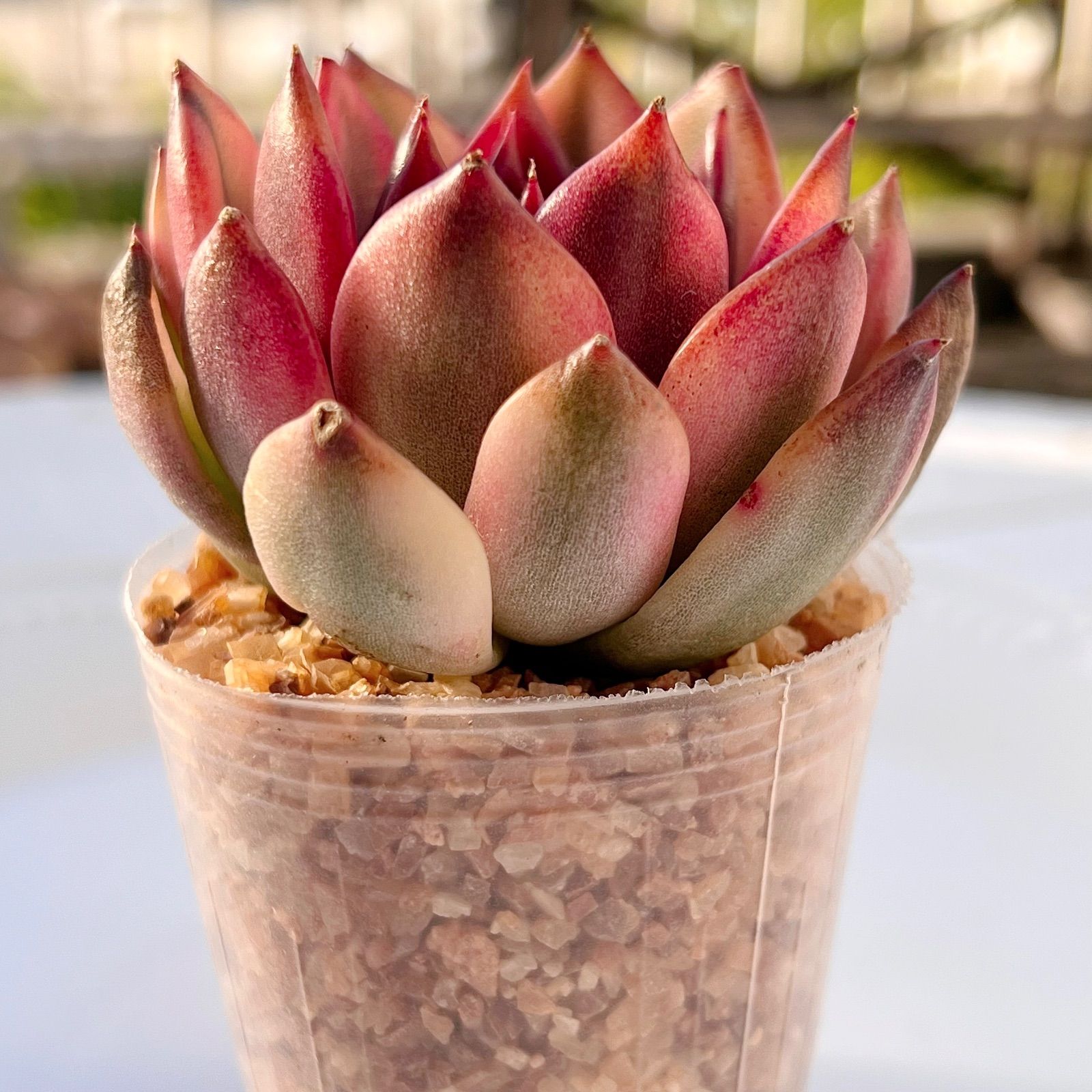 多肉植物　ダウニー錦　韓国苗　1点のみ 多肉植物 ダウニー錦 韓国苗