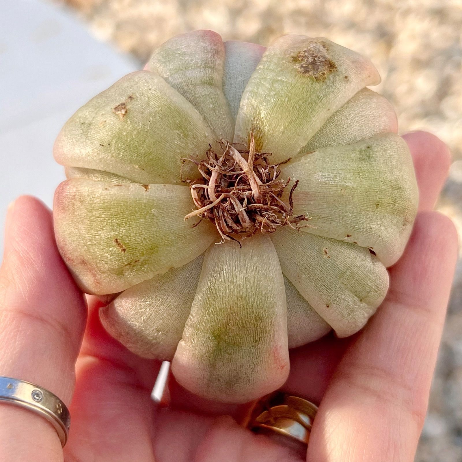 多肉植物 ダウニー錦 韓国苗 1点のみ 多肉植物 ダウニー錦 韓国苗