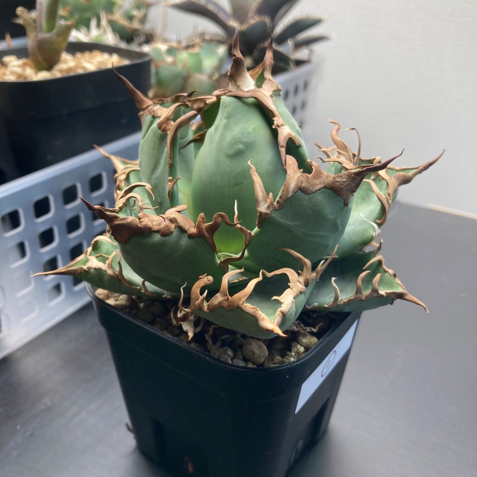 ①アガベ チタノタ オテロイ - メルカリ