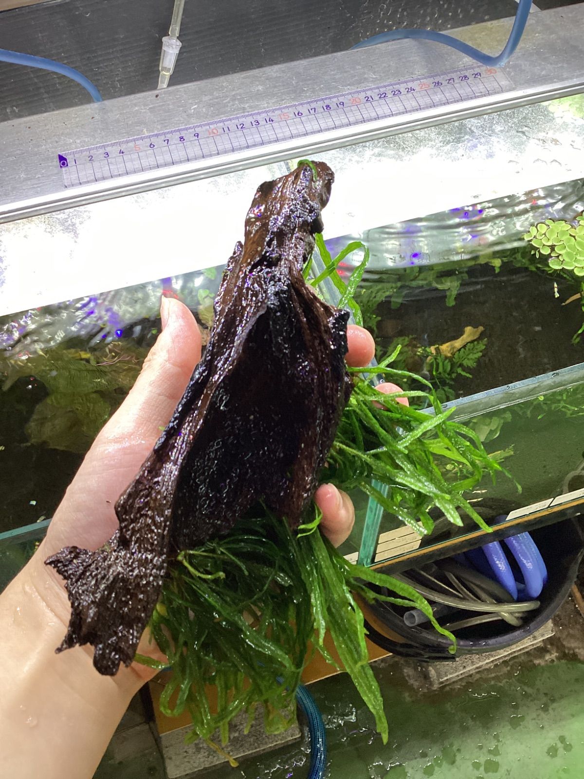 ミクロソリウム 本ナローリーフ 流木付き 特大株