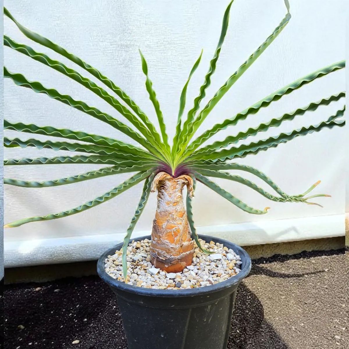 【発根済】ブーファン　ディスティチャ ブーファン ディスティチャ 【発根済み】HK25010502 | RAFLUM