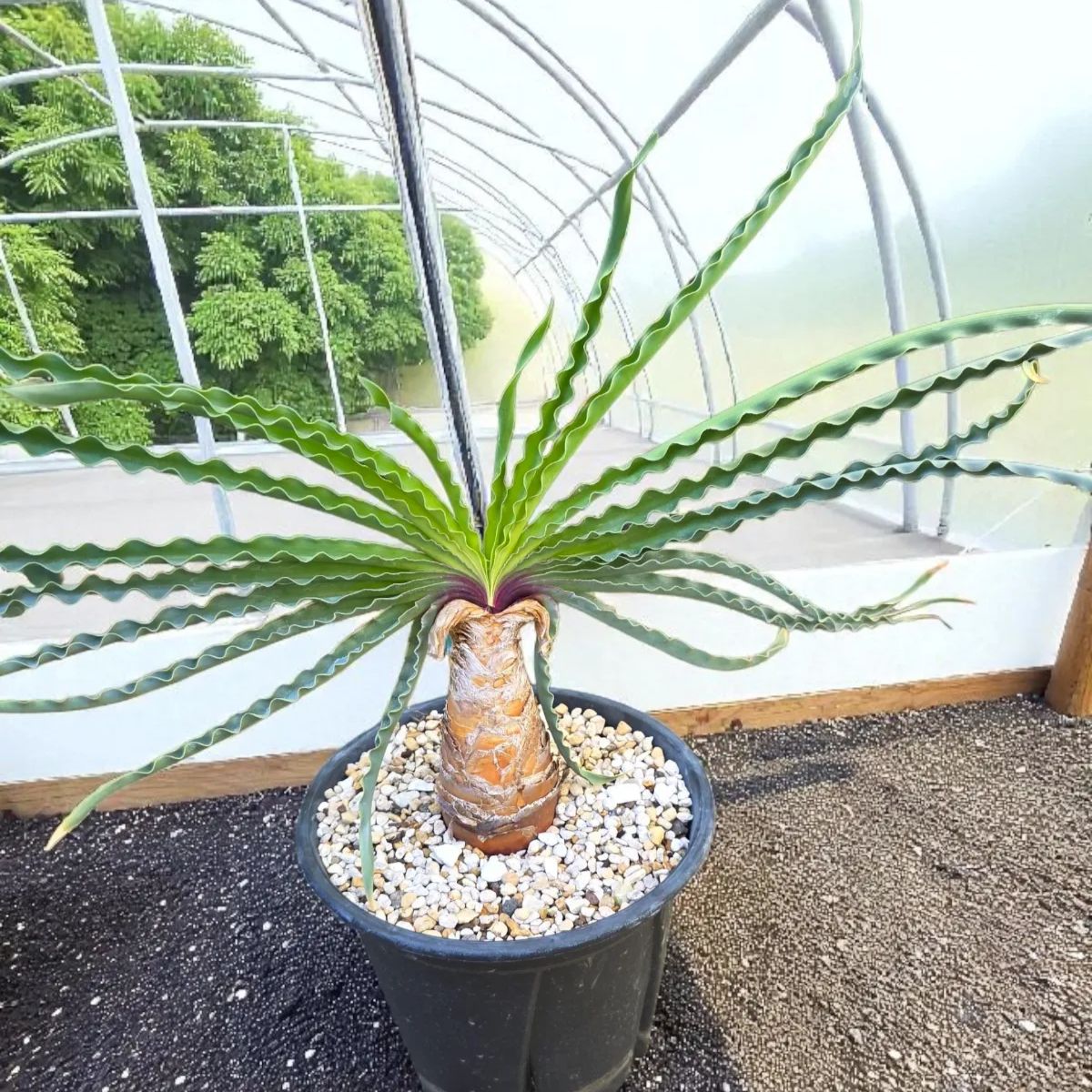 ブーファン ディスティカ（ディスティチャ） ブーファン・ディスティカ（ディスティチャ）【Boophone disticha】発