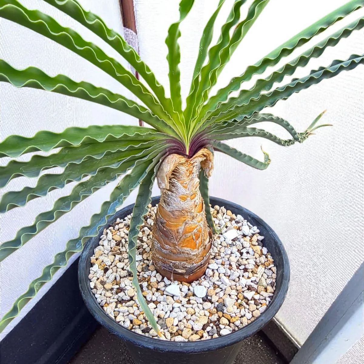 ブーファン・ディスティカ（ディスティチャ）【Boophone disticha】発