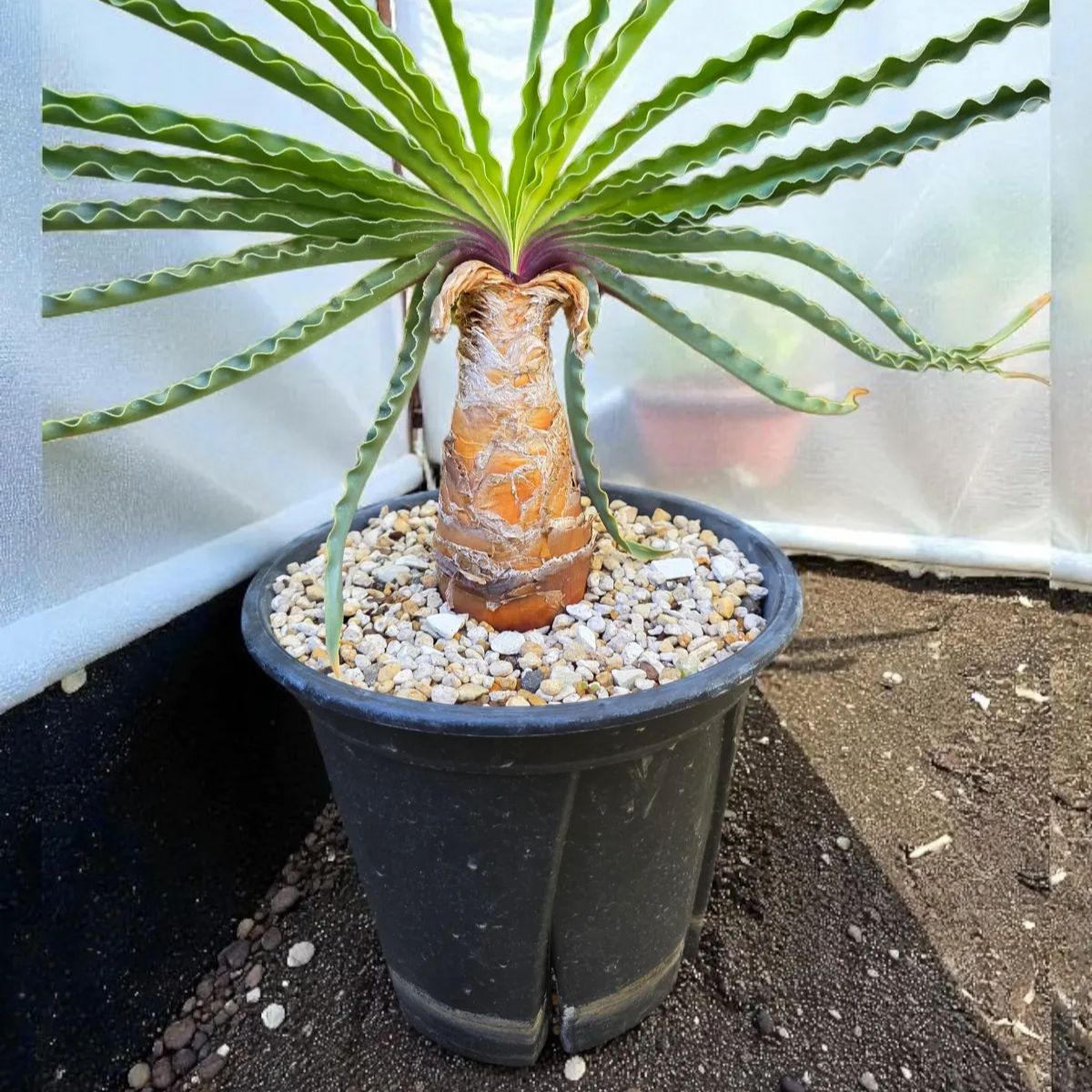 【コレクション】\