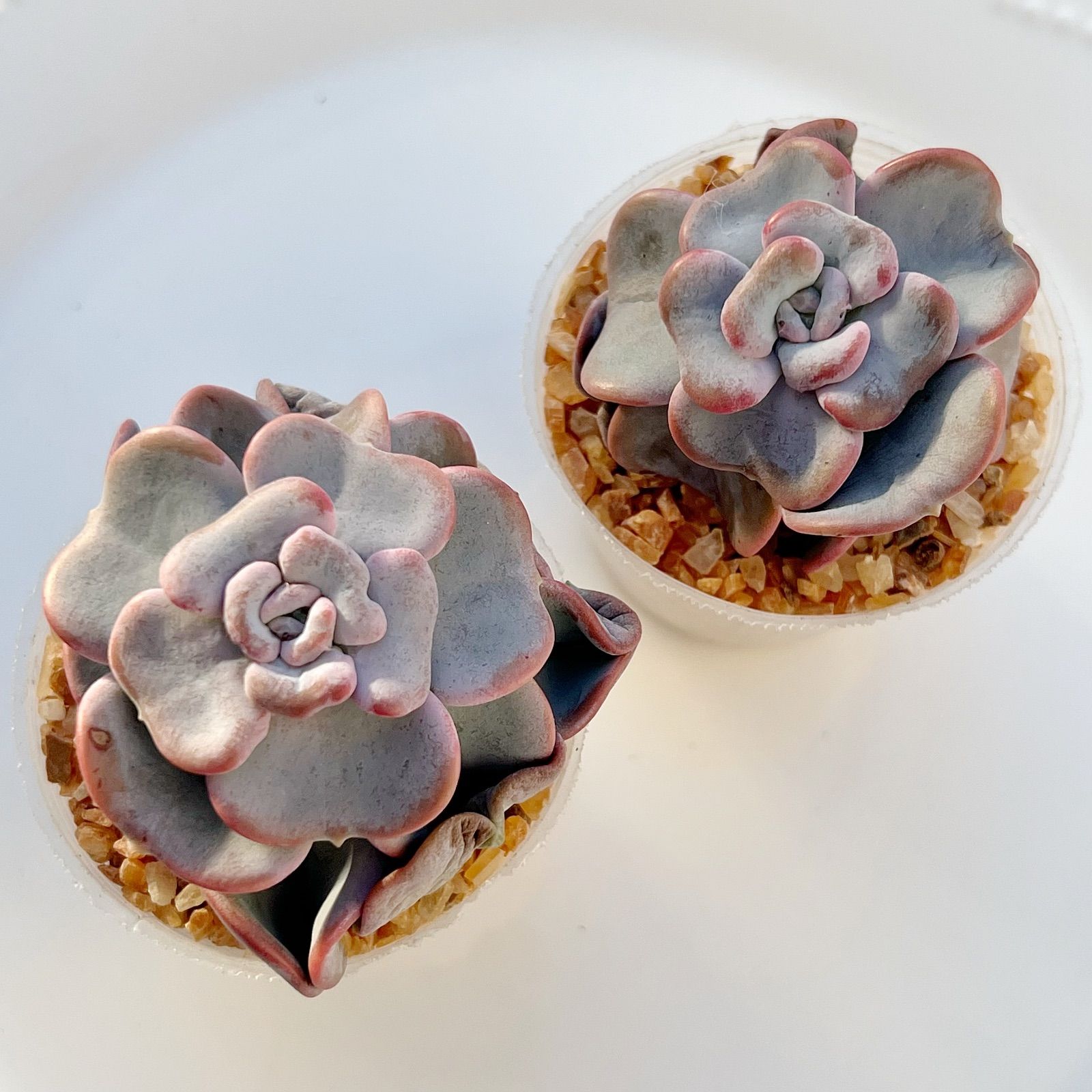 多肉植物 ハートソング 韓国苗 - メルカリ