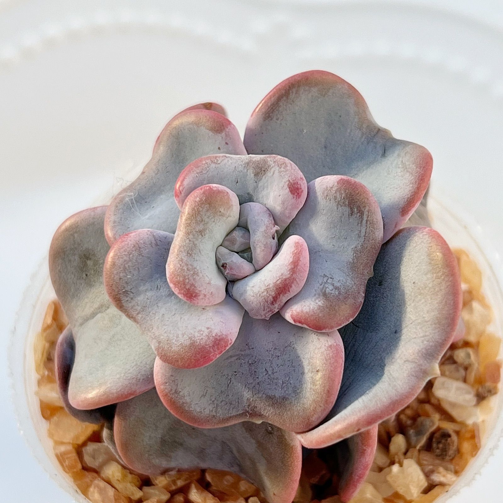 多肉植物 ハートソング 韓国苗 - メルカリ