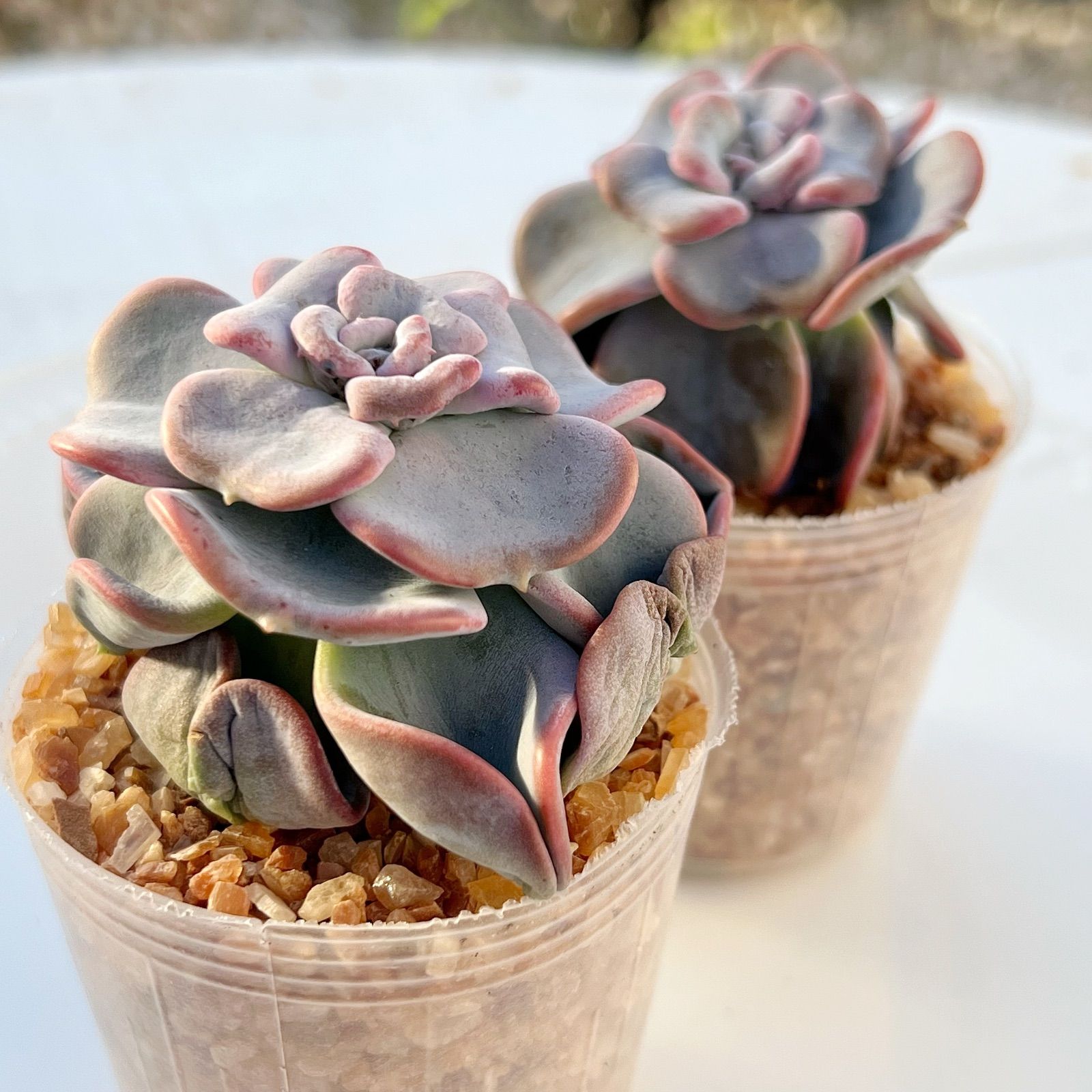 多肉植物 ハートソング 韓国苗 - メルカリ