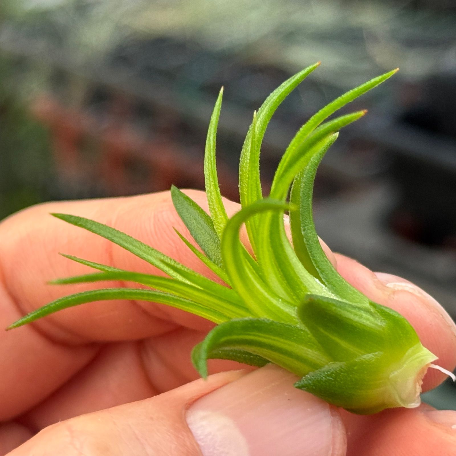 現品＊ ミニ(大)＊ 斑入り＊ チランジア イオナンタ ヴァリエガータ