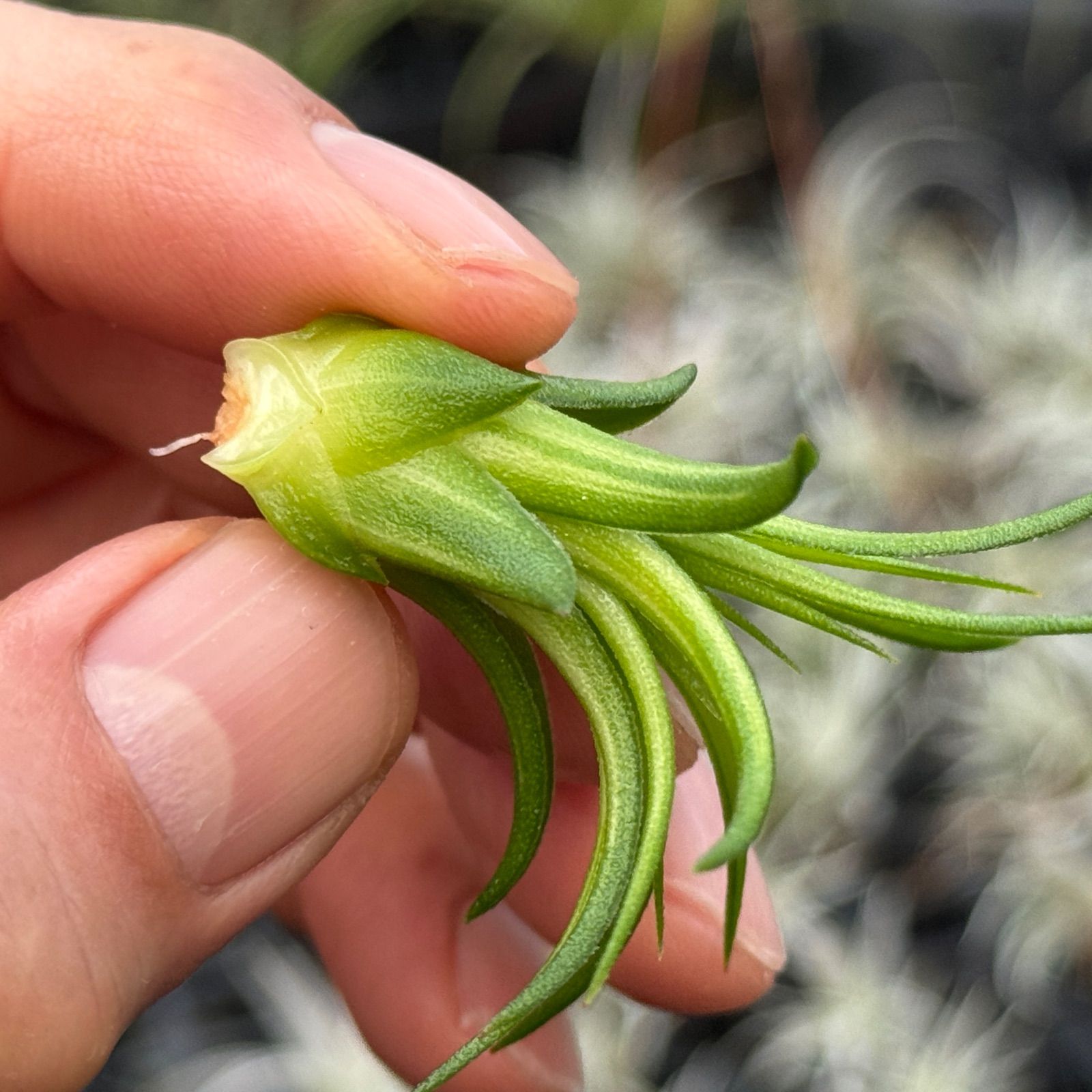 現品＊ ミニ(大)＊ 斑入り＊ チランジア イオナンタ ヴァリエガータ