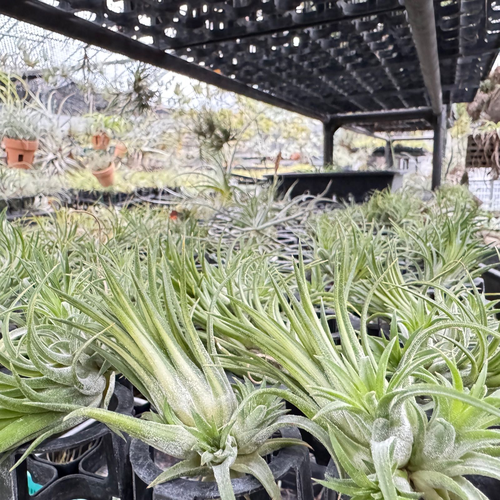 現品＊ ミニ(大)＊ 斑入り＊ チランジア イオナンタ ヴァリエガータ