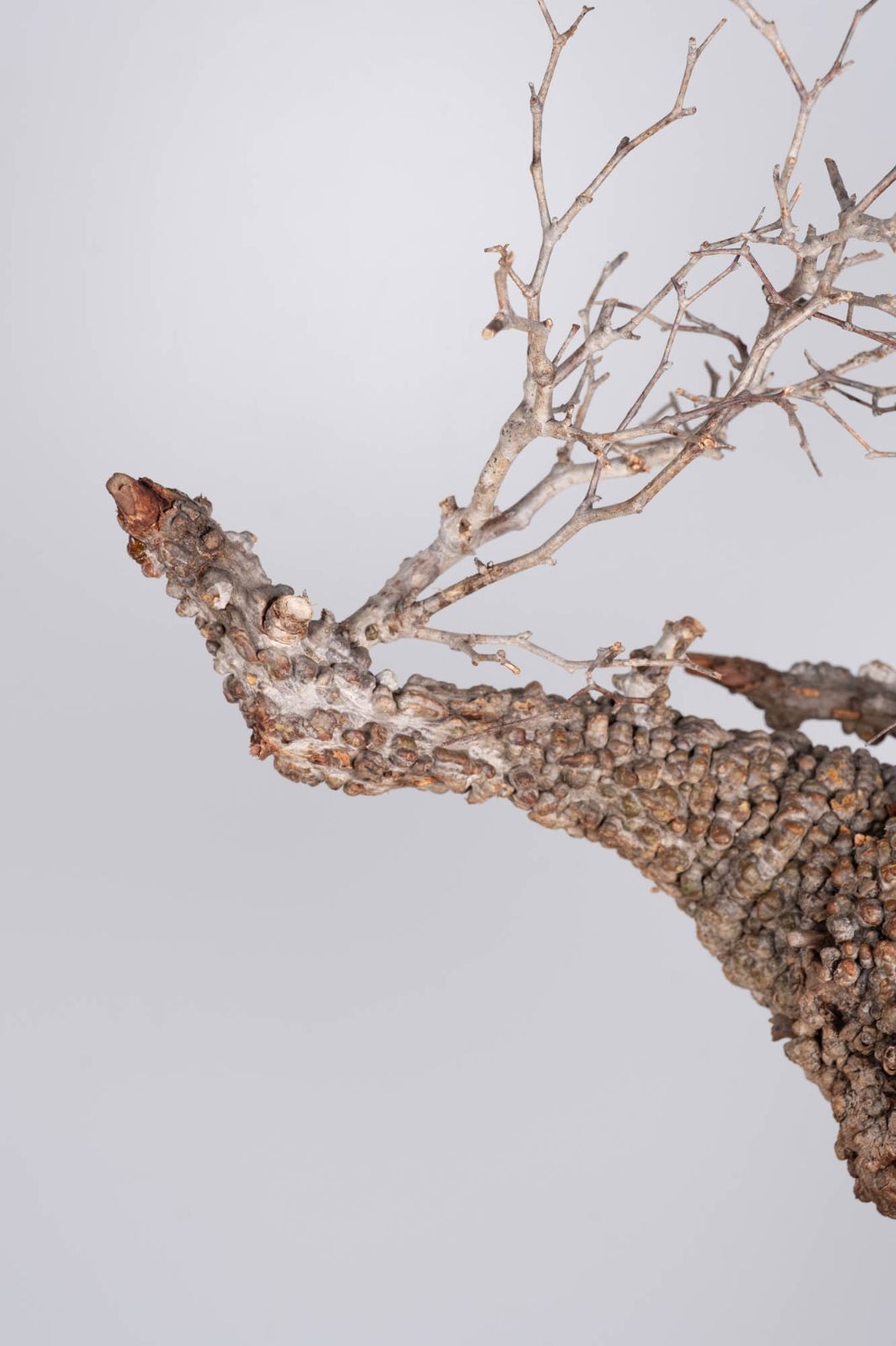 LP90 オペルクリカリア パキプス コーデックス ベアルート株 LP90