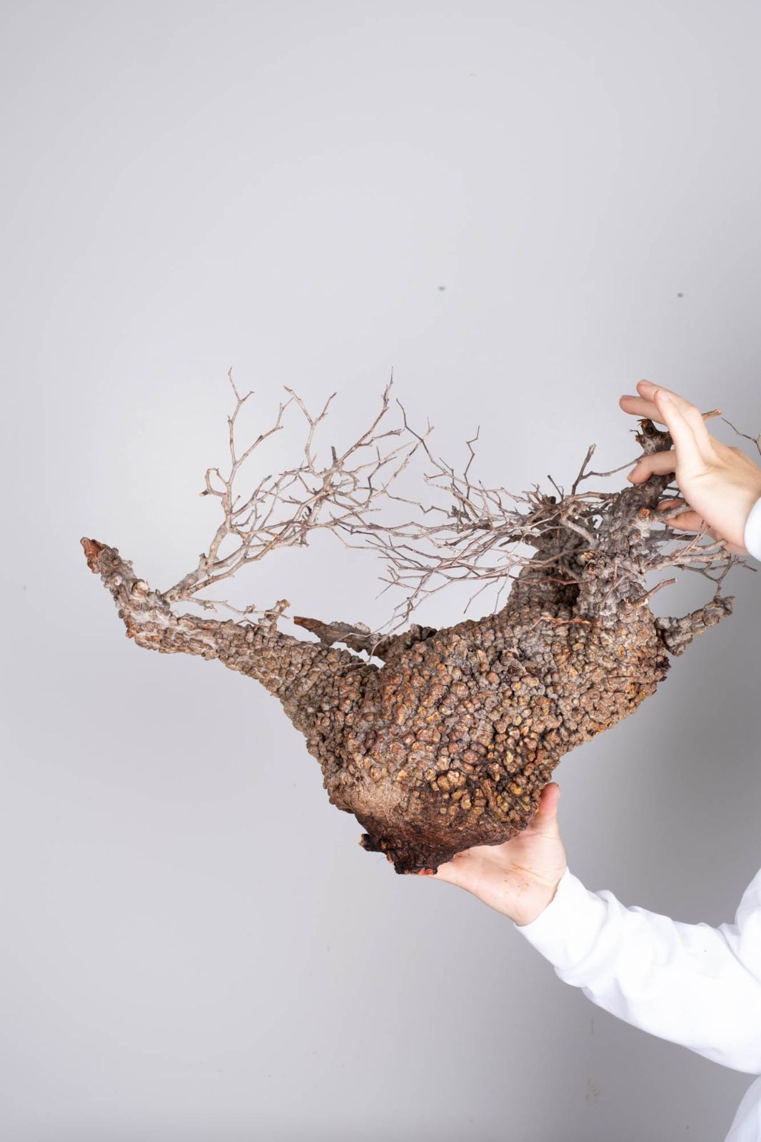 PP78 オペルクリカリア パキプス コーデックス ベアルート株 - メルカリ