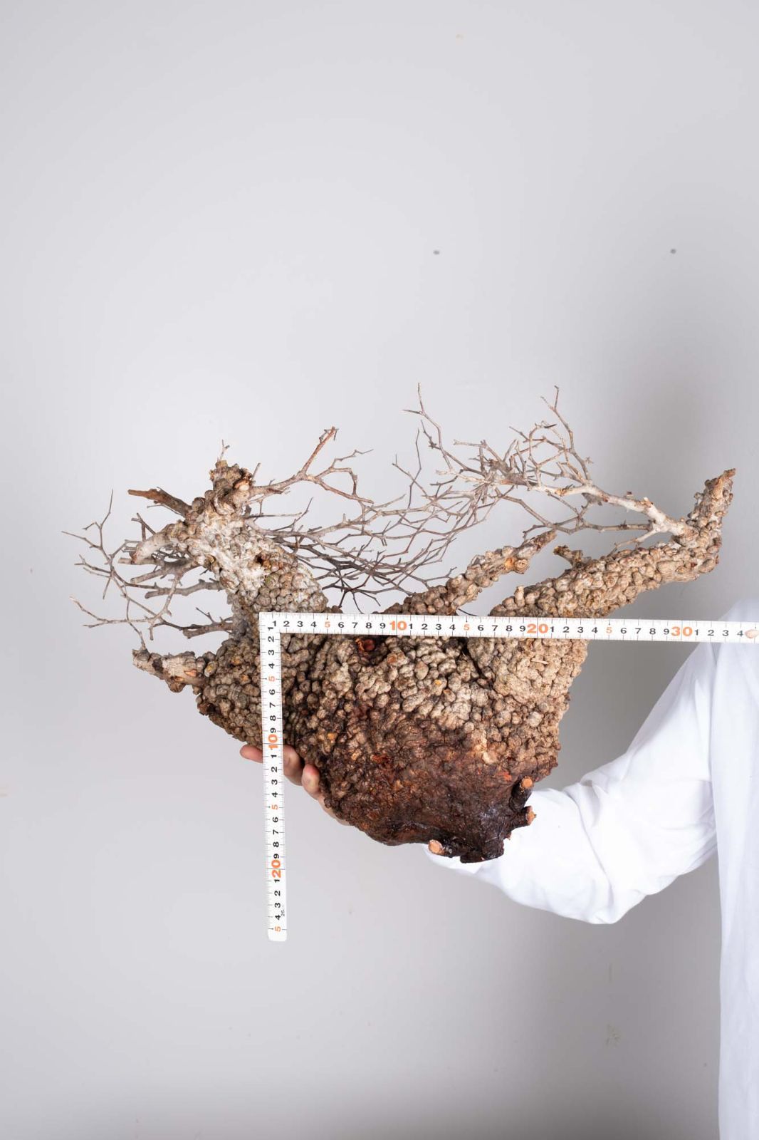 PP78 オペルクリカリア パキプス コーデックス ベアルート株 - メルカリ