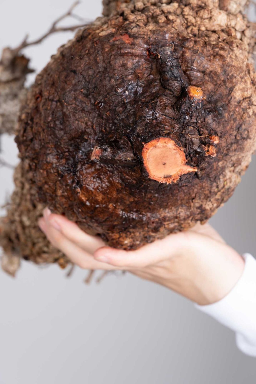 PP78 オペルクリカリア パキプス コーデックス ベアルート株 - メルカリ