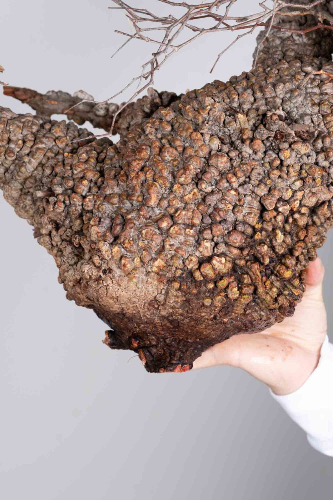 PP78 オペルクリカリア パキプス コーデックス ベアルート株 - メルカリ