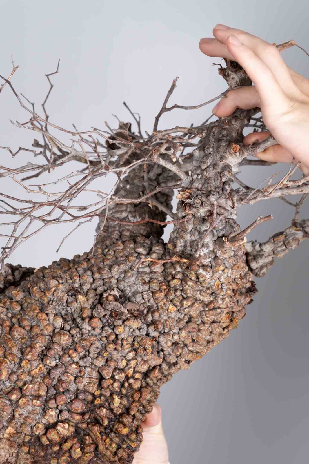 PP78 オペルクリカリア パキプス コーデックス ベアルート株 - メルカリ