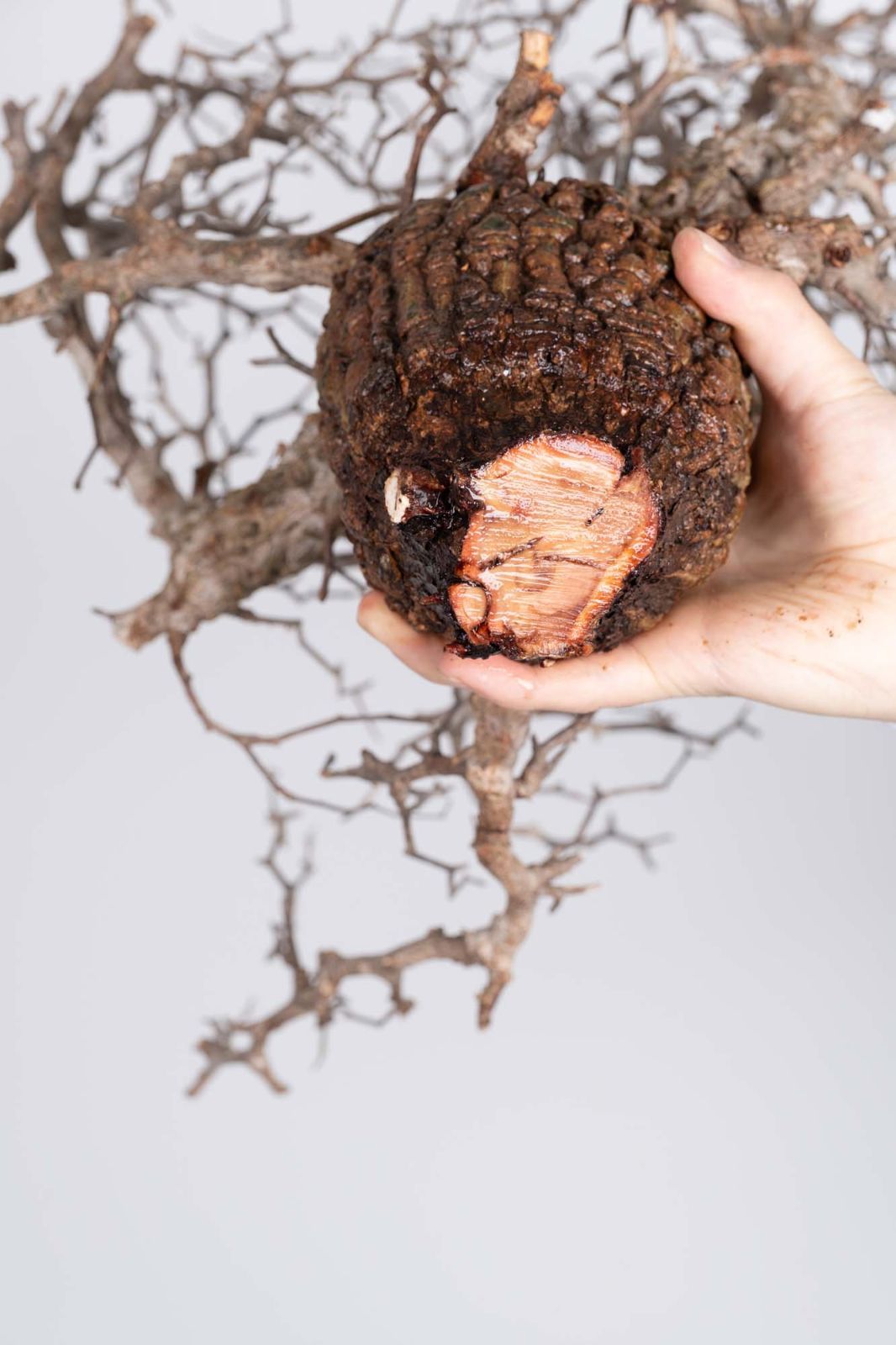 PP84 オペルクリカリア パキプス コーデックス ベアルート株 - メルカリ