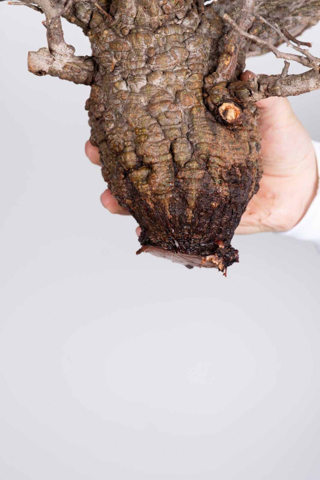 PP84 オペルクリカリア パキプス コーデックス ベアルート株 - メルカリ