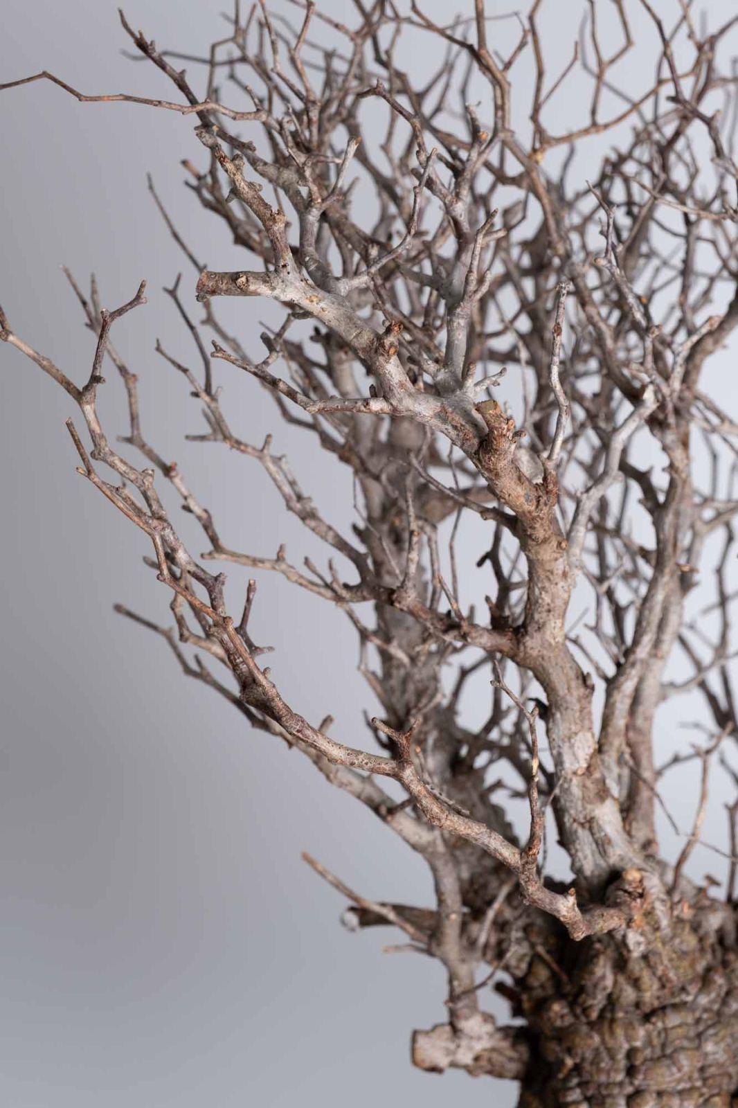 PP84 オペルクリカリア パキプス コーデックス ベアルート株 - メルカリ