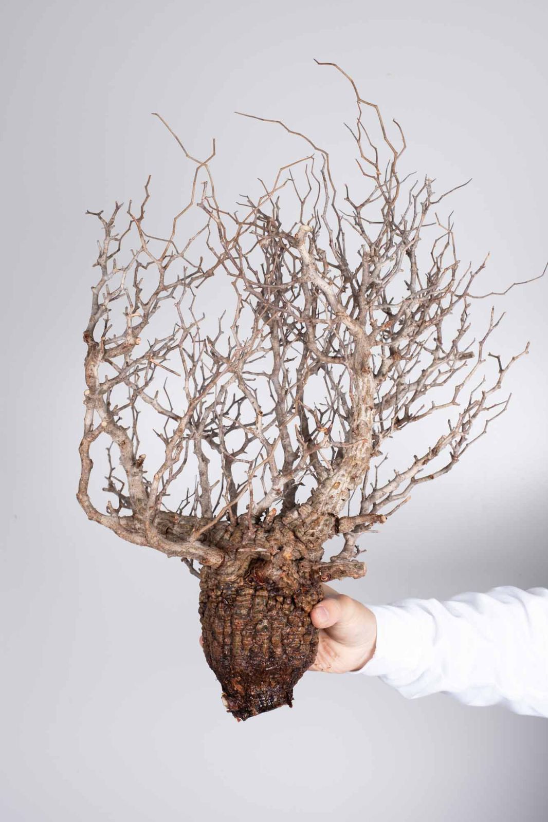 kk118 オペルクリカリア パキプス ベアルート株 kk118 オペルクリカリア パキプス ベアルート株 オペルクリカリア