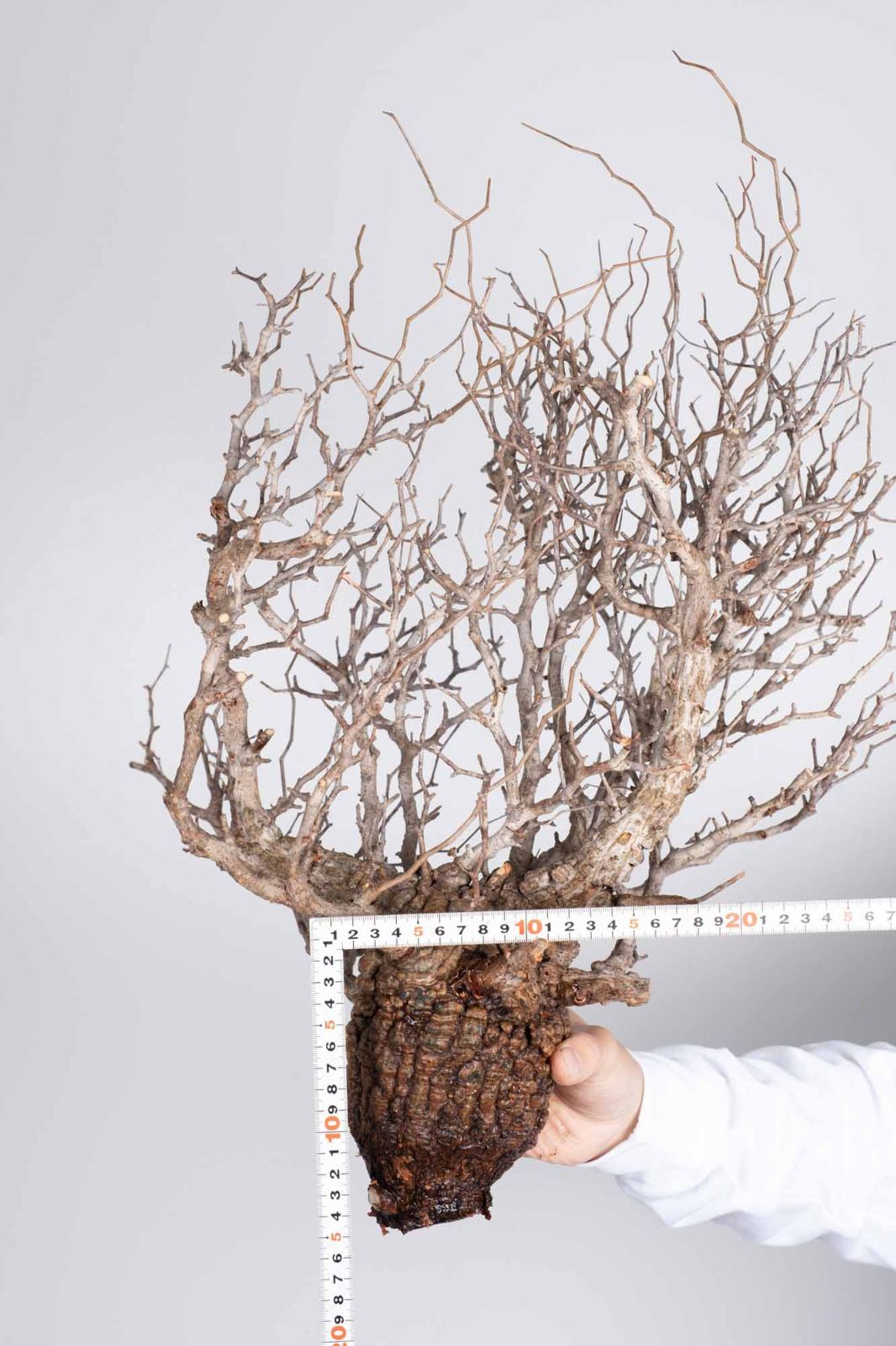 PP84 オペルクリカリア パキプス コーデックス ベアルート株 - メルカリ