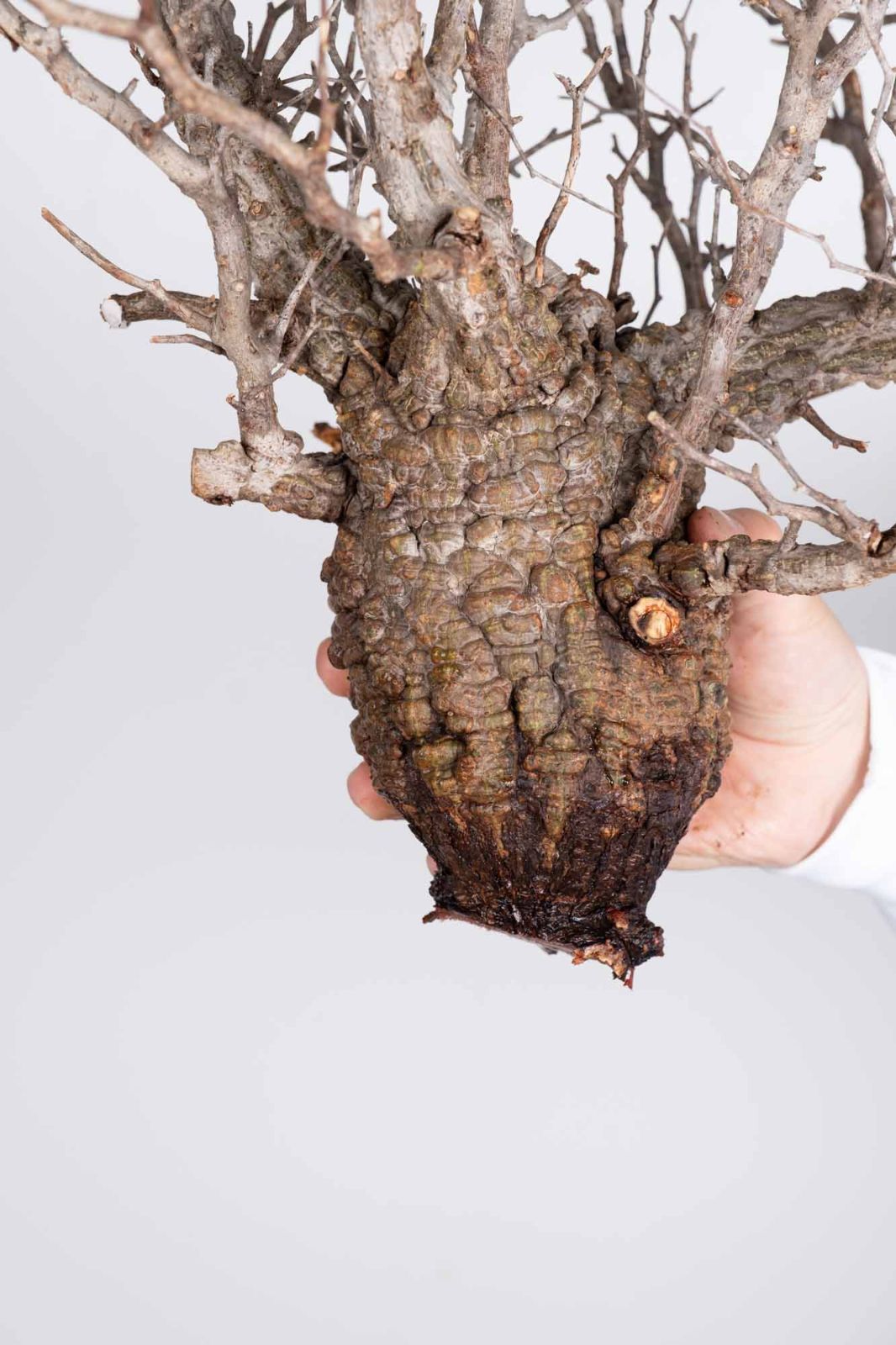 PP84 オペルクリカリア パキプス コーデックス ベアルート株 - メルカリ