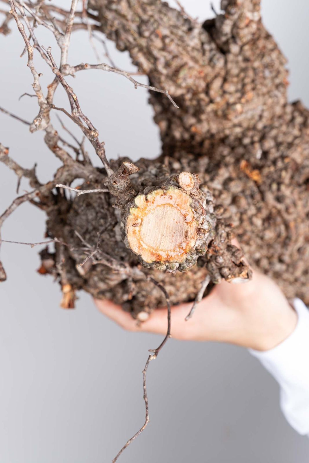 PP122 オペルクリカリア パキプス コーデックス ベアルート株 - メルカリ