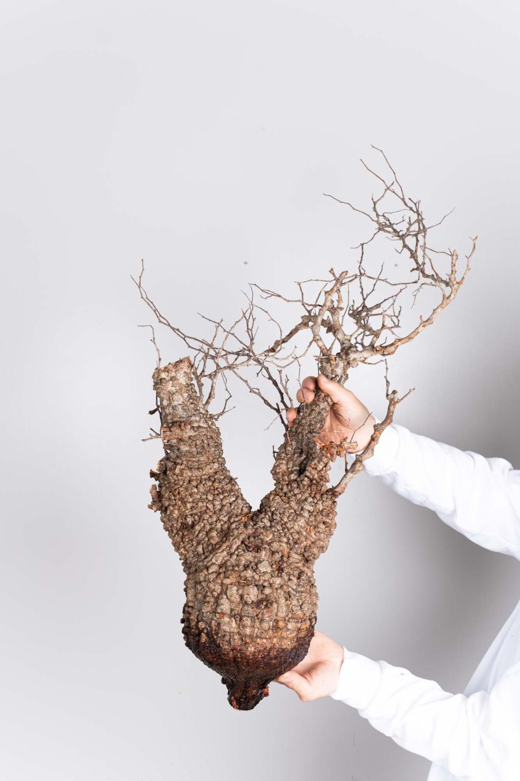 PP122 オペルクリカリア パキプス コーデックス ベアルート株 - メルカリ