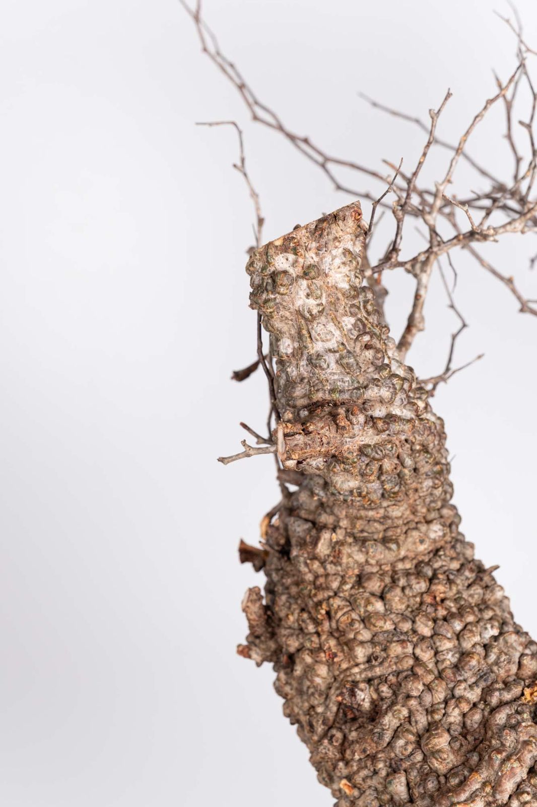 AP129 オペルクリカリア パキプス コーデックス ベアルート株 AP129 オペルクリカリア パキプス コーデックス ベアルート株