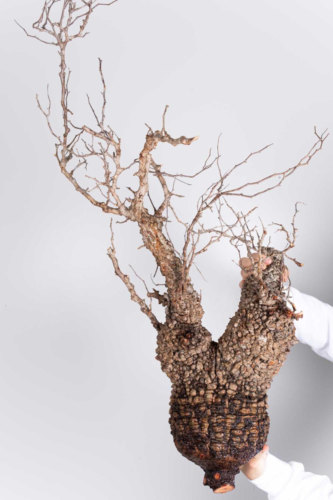 PP122 オペルクリカリア パキプス コーデックス ベアルート株 - メルカリ