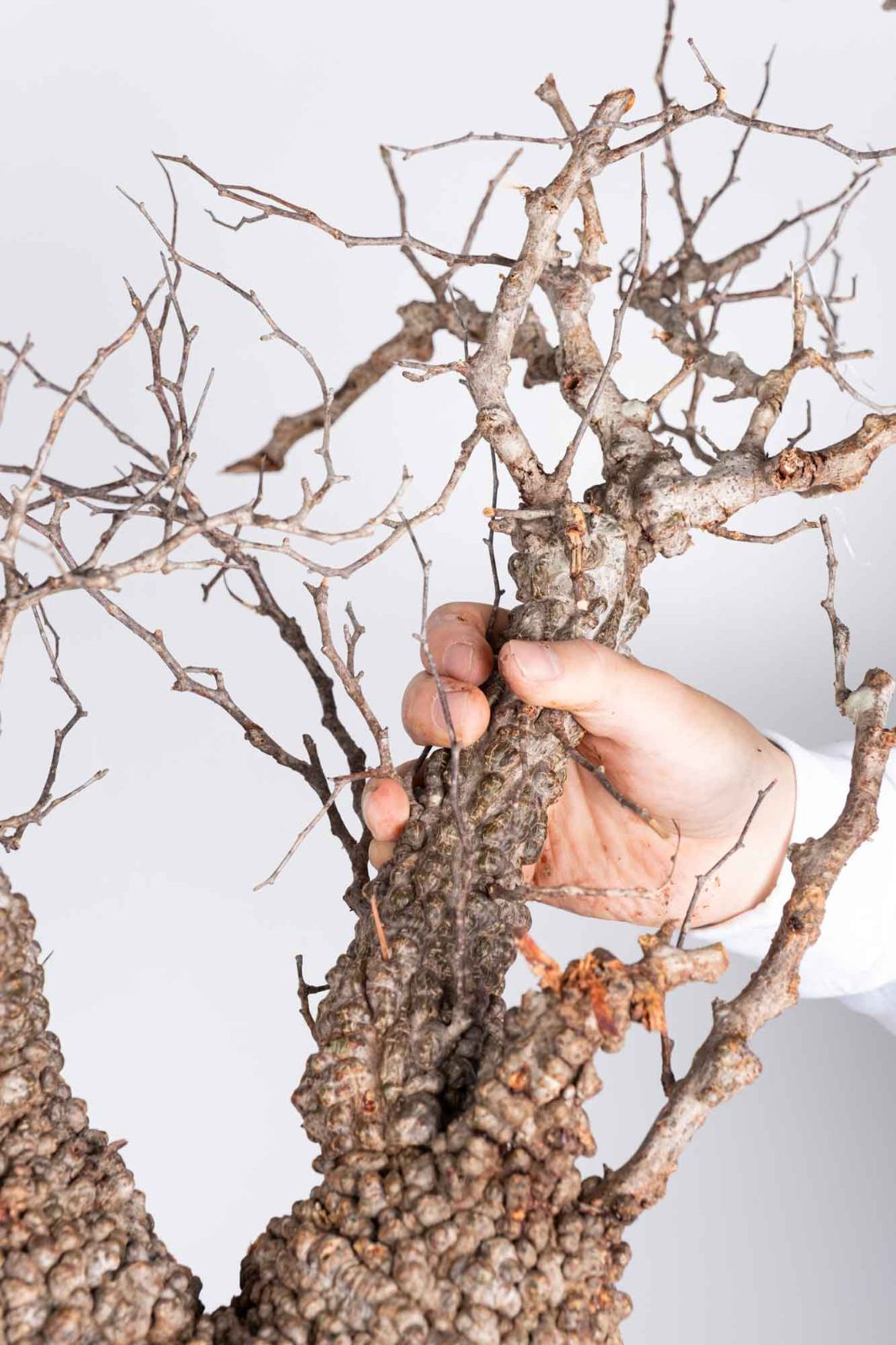 KP103 オペルクリカリア パキプス コーデックス ベアルート株 枝カット