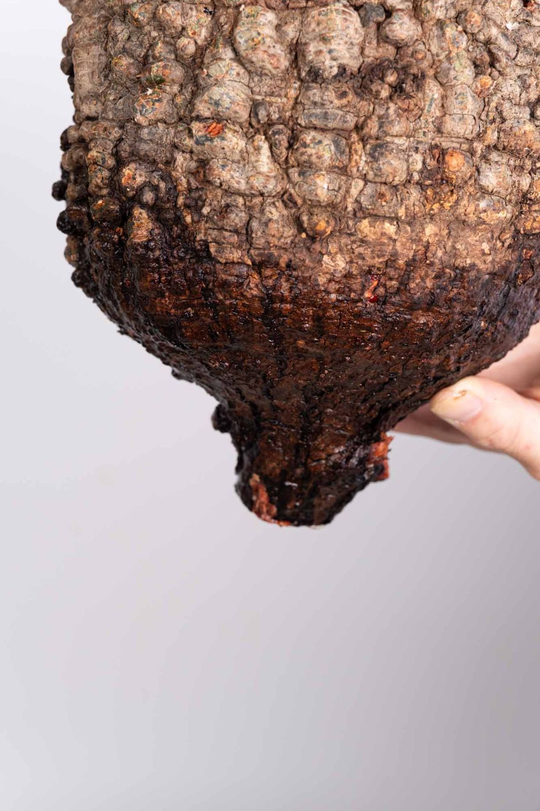 KP120 オペルクリカリア パキプス コーデックス ベアルート株　枝カット済み KP120 オペルクリカリア パキプス コーデックス ベアルート株 枝カット