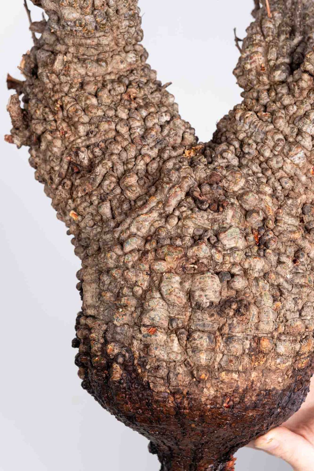 AP129 オペルクリカリア パキプス コーデックス ベアルート株 AP129 オペルクリカリア パキプス コーデックス ベアルート株