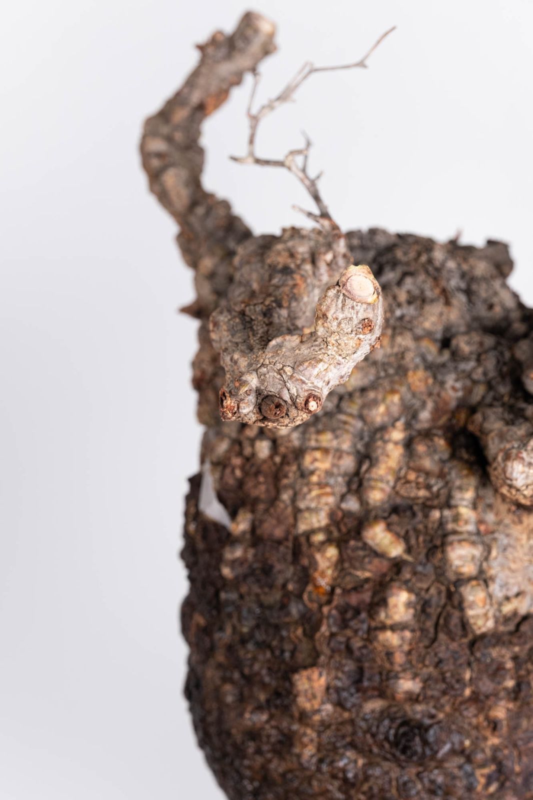 PP123 オペルクリカリア パキプス コーデックス ベアルート株 - メルカリ