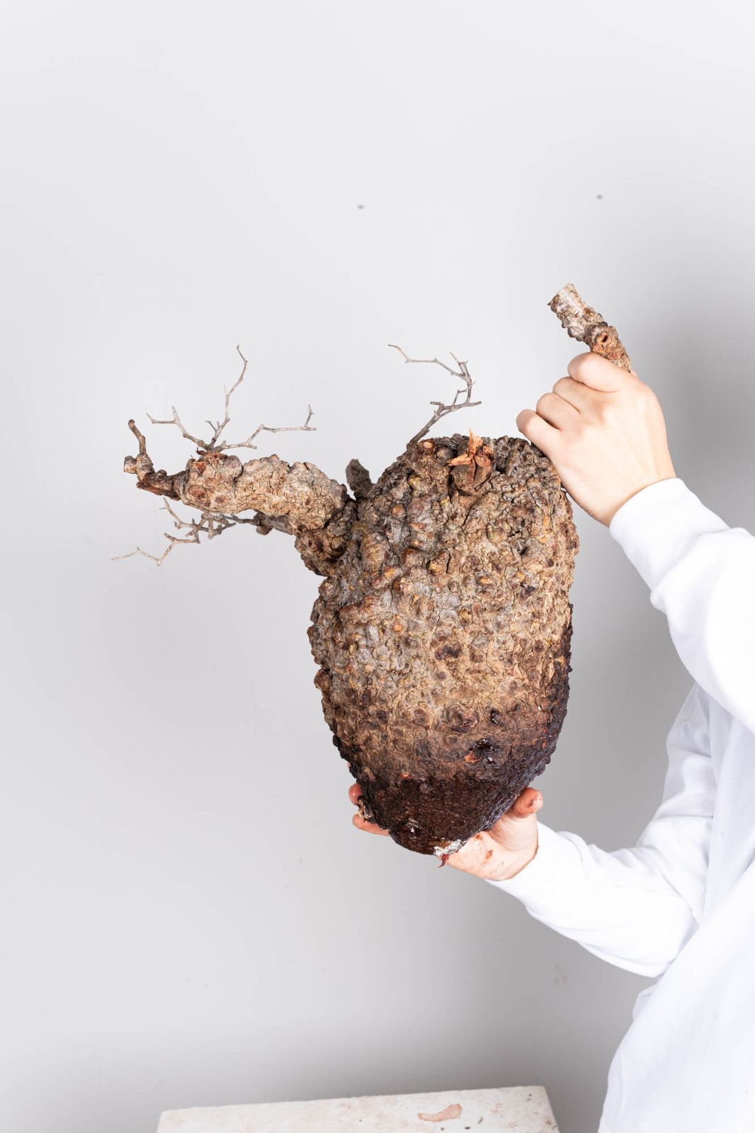 PP123 オペルクリカリア パキプス コーデックス ベアルート株 - メルカリ