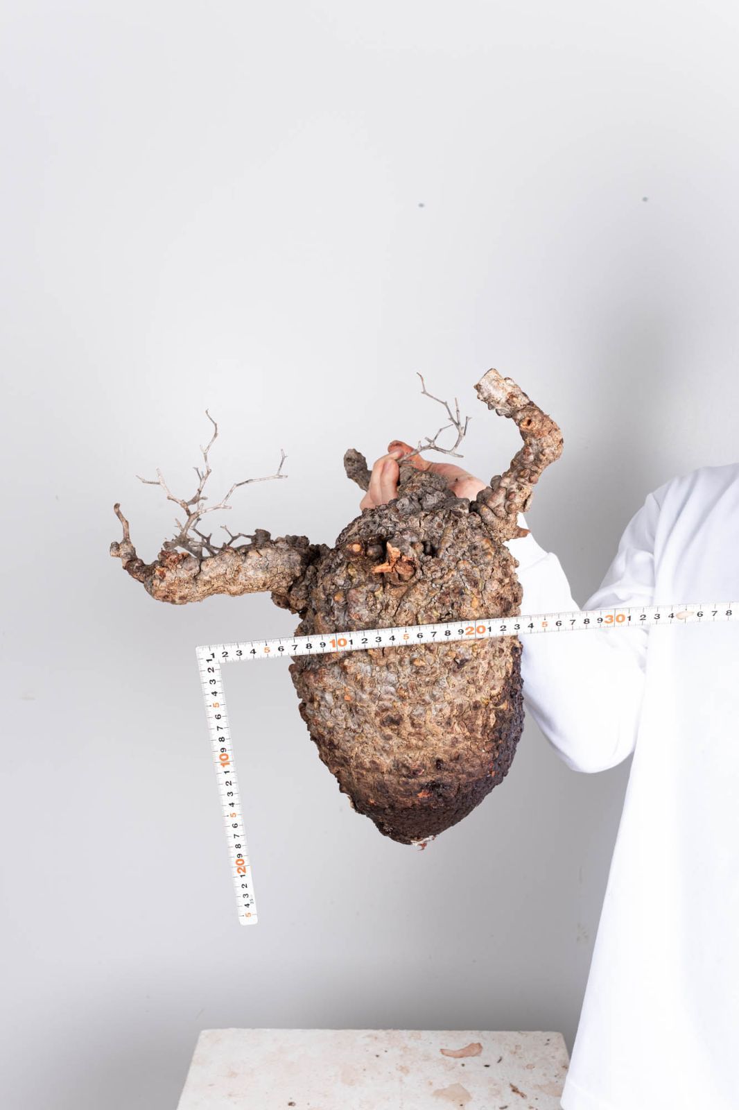 PP123 オペルクリカリア パキプス コーデックス ベアルート株 - メルカリ