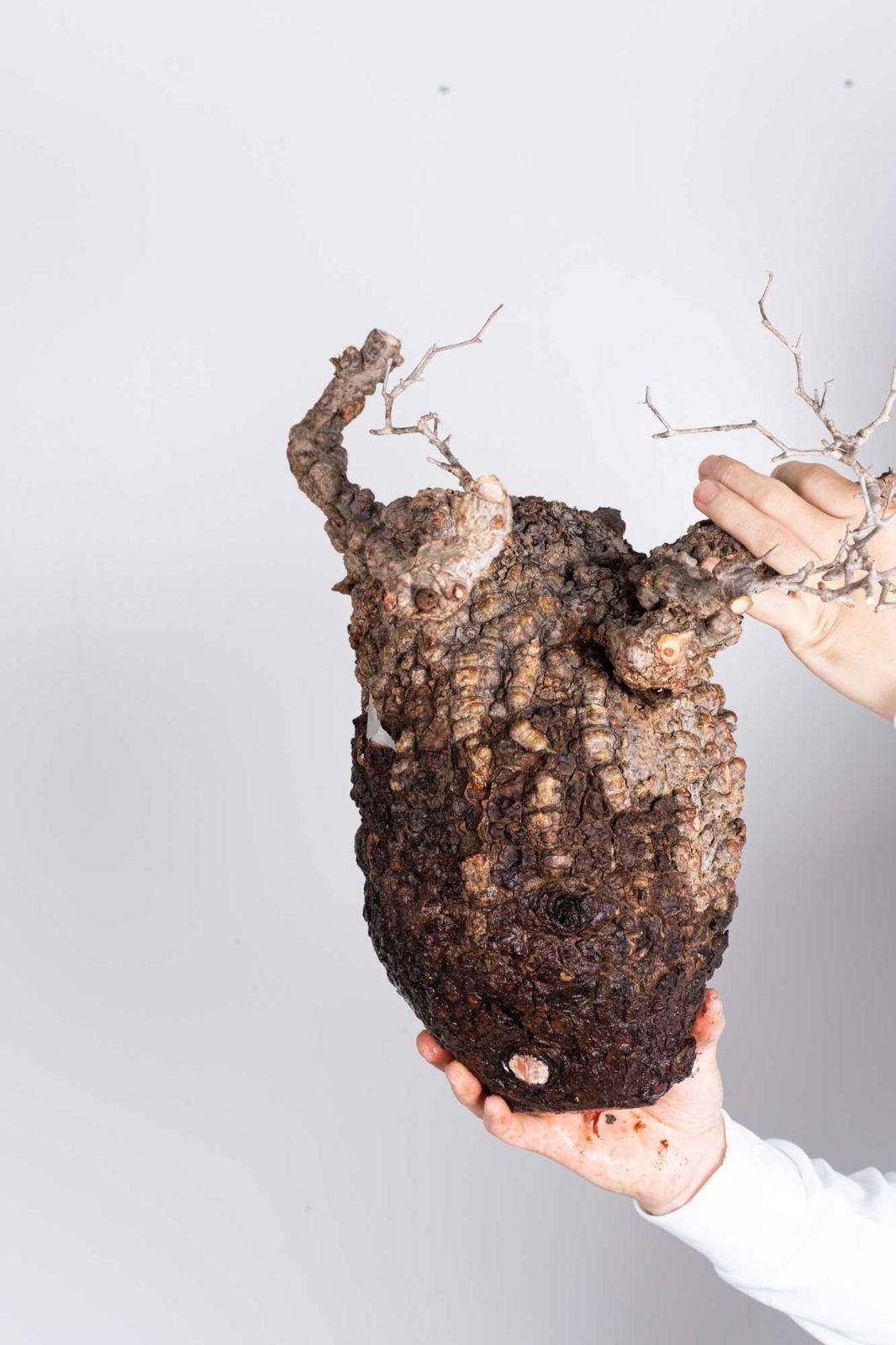 PP123 オペルクリカリア パキプス コーデックス ベアルート株 - メルカリ