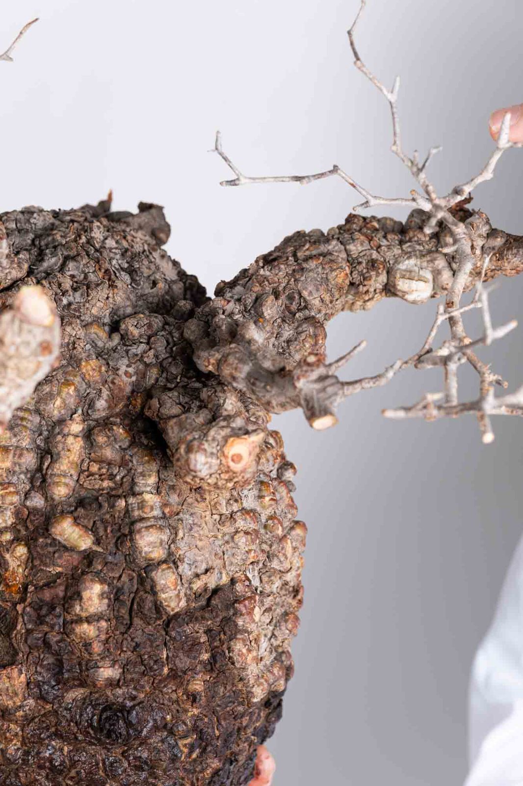 PP123 オペルクリカリア パキプス コーデックス ベアルート株 - メルカリ