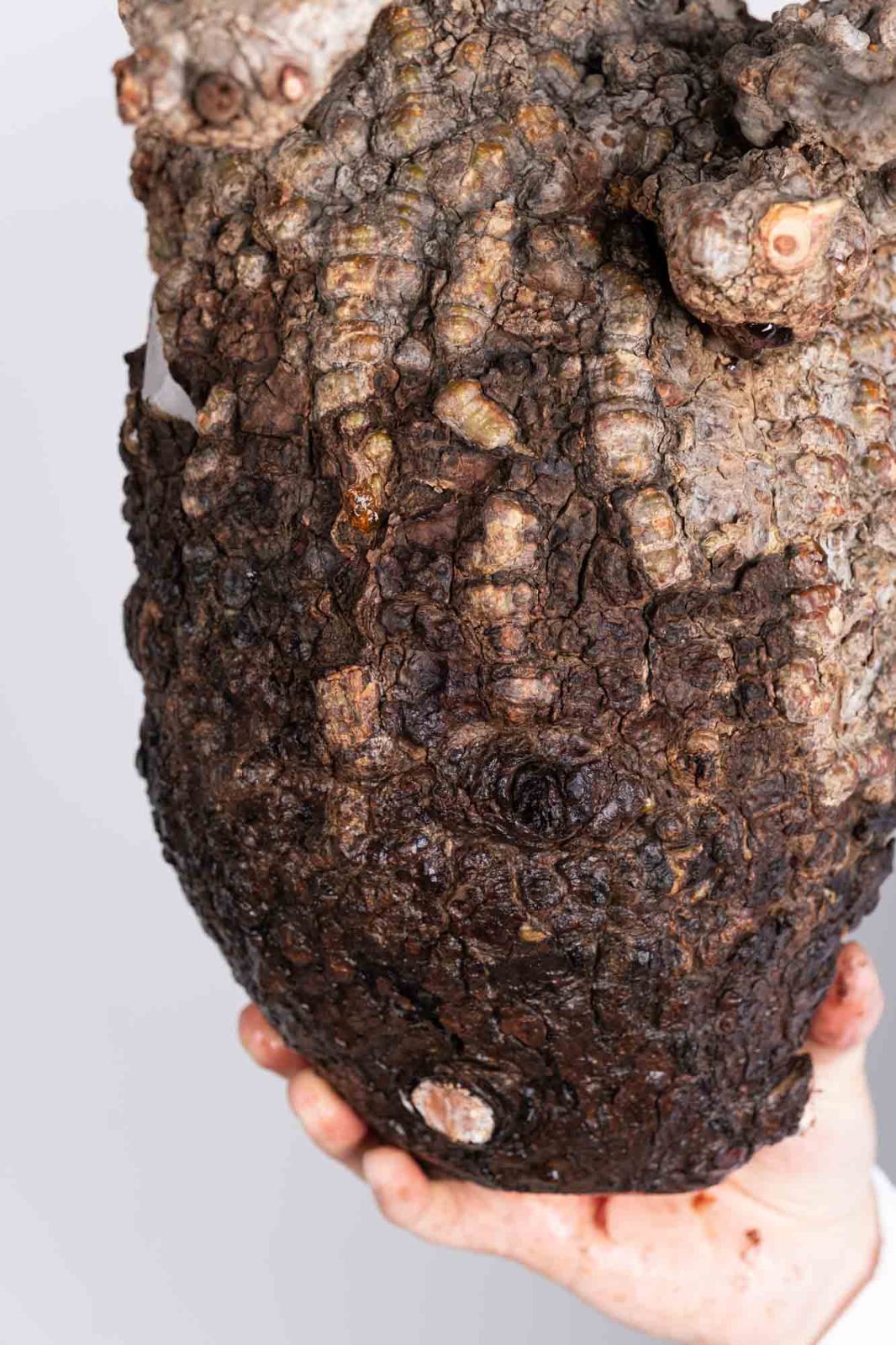 EP210 オペルクリカリア パキプス コーデックス ベアルート株 EP210 オペルクリカリア パキプス コーデックス ベアルート株 EP210