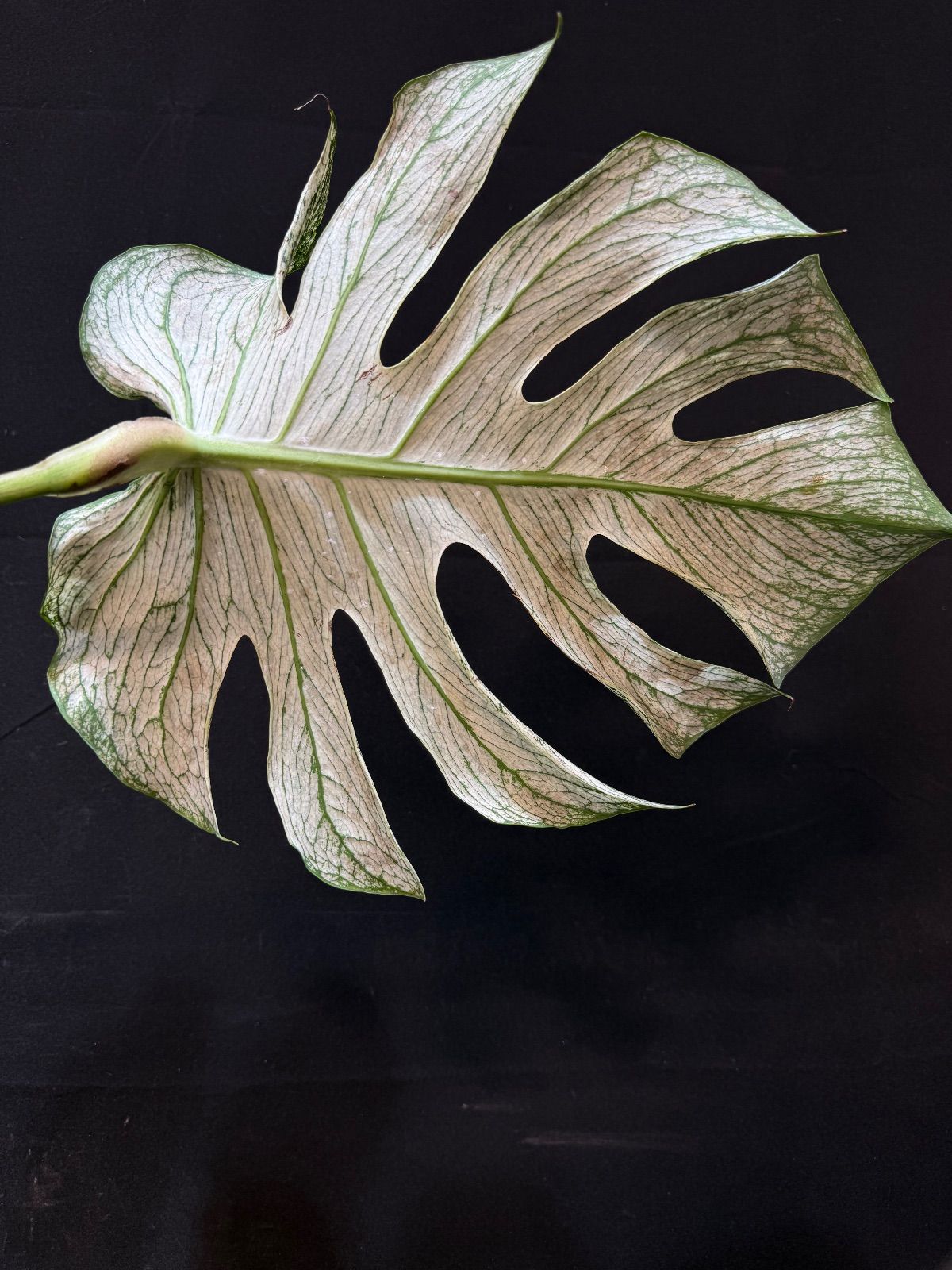 モンステラ デビルモンスター Monstera Devil Monster 唯一無二の形状