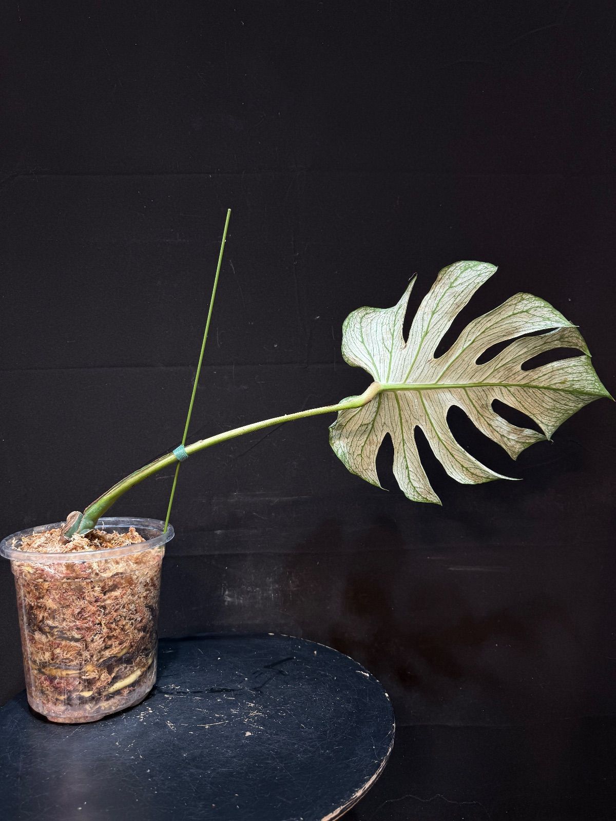 モンステラ デビルモンスター Monstera Devil Monster 超貴重