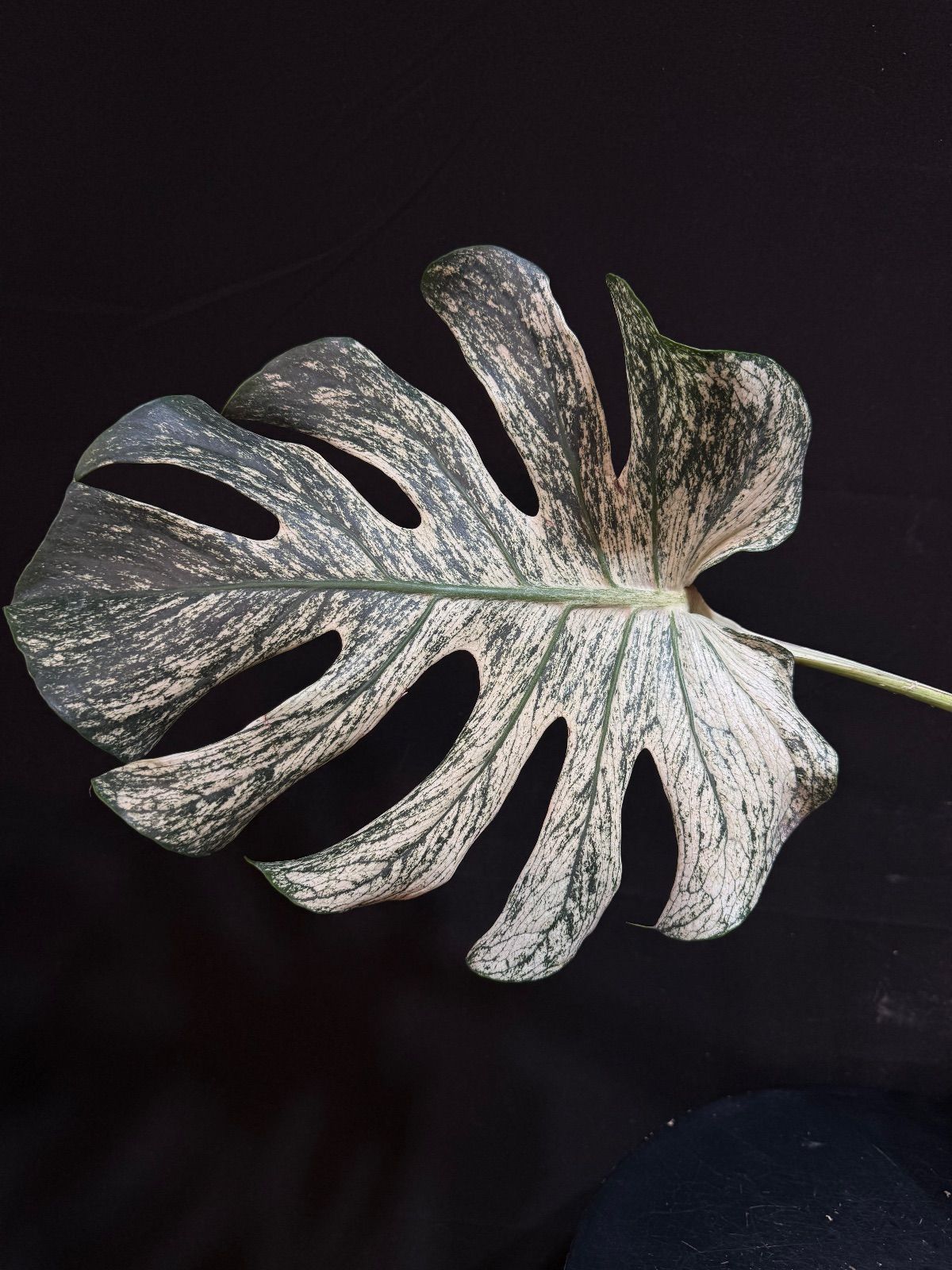 超貴重モンステラ デリシオーサ デビル モンスター 超貴重モンステラ