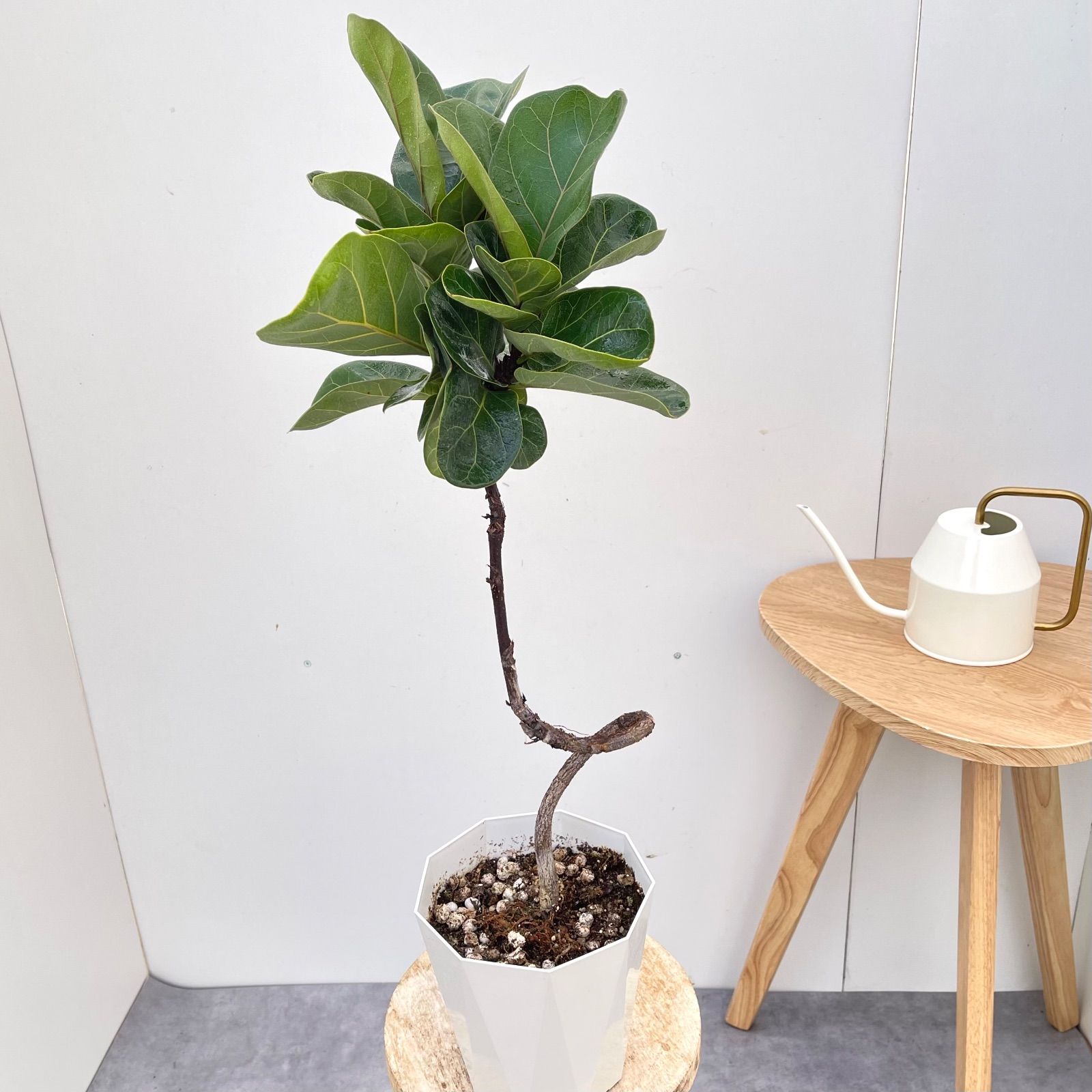 ドテラ アロマオイル3点セット フランキンセンス ヒノキ レモングラス 注文