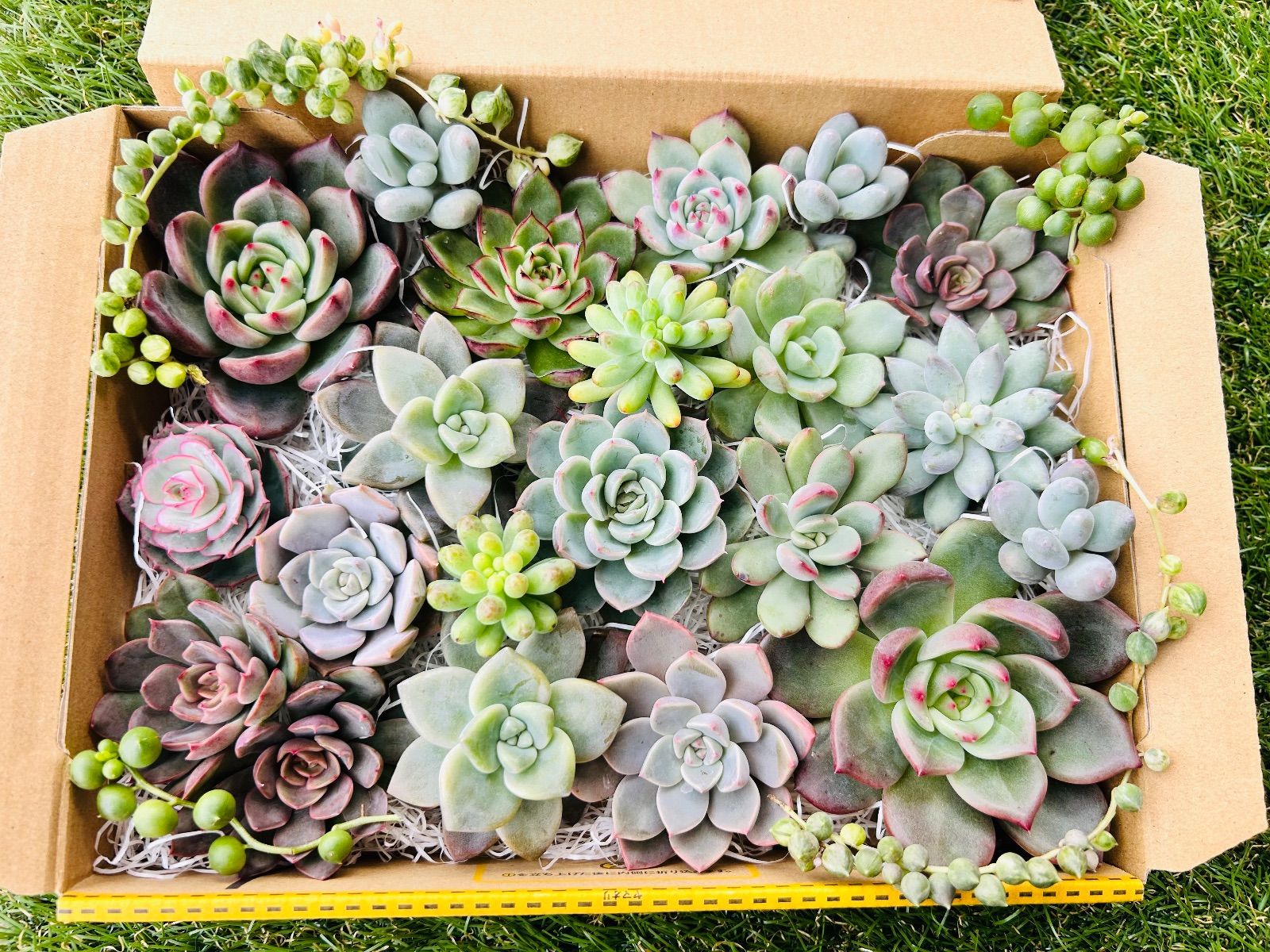 多肉植物 寄せ植え 多肉弁当 エケベリア セット♡ - メルカリ