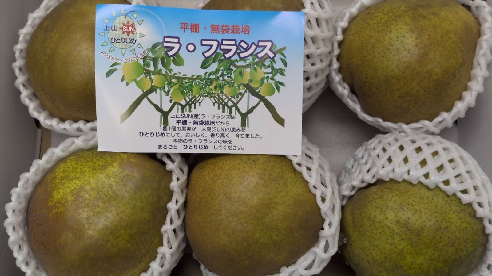 食品 ラフランス 6個入