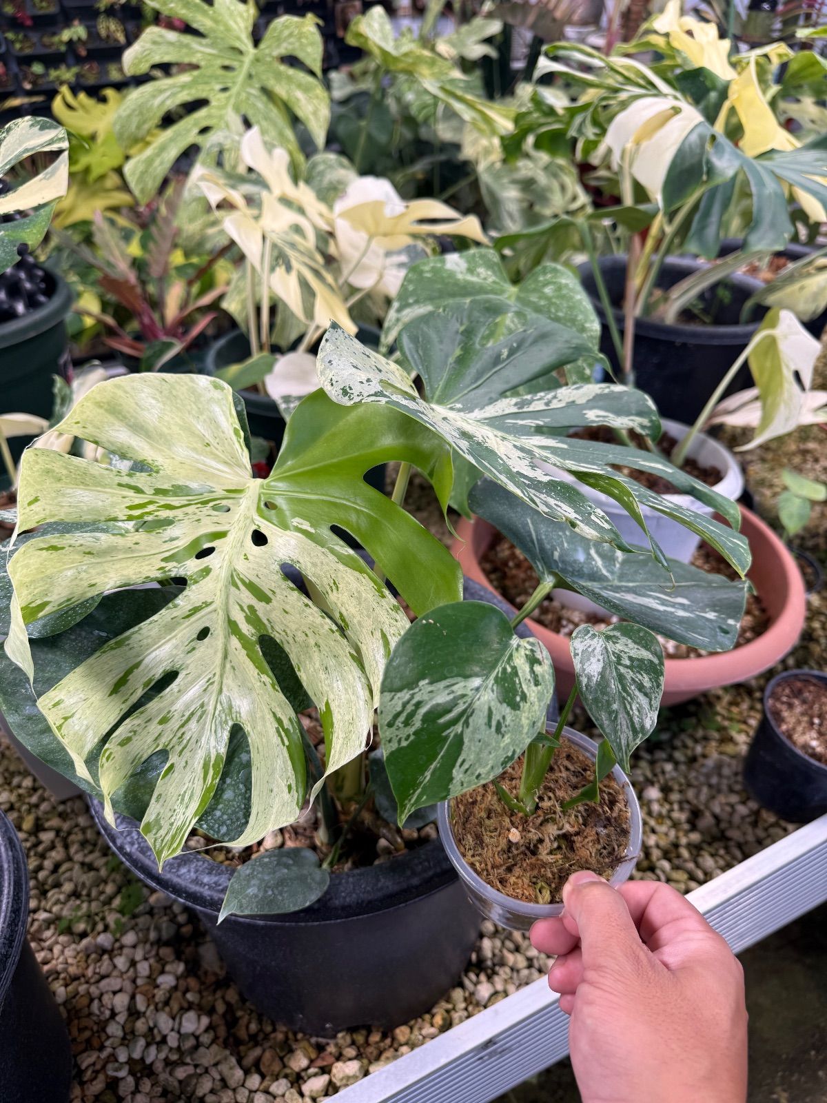 モンステラ デビルモンスター Monstera Devil Monster 超貴重