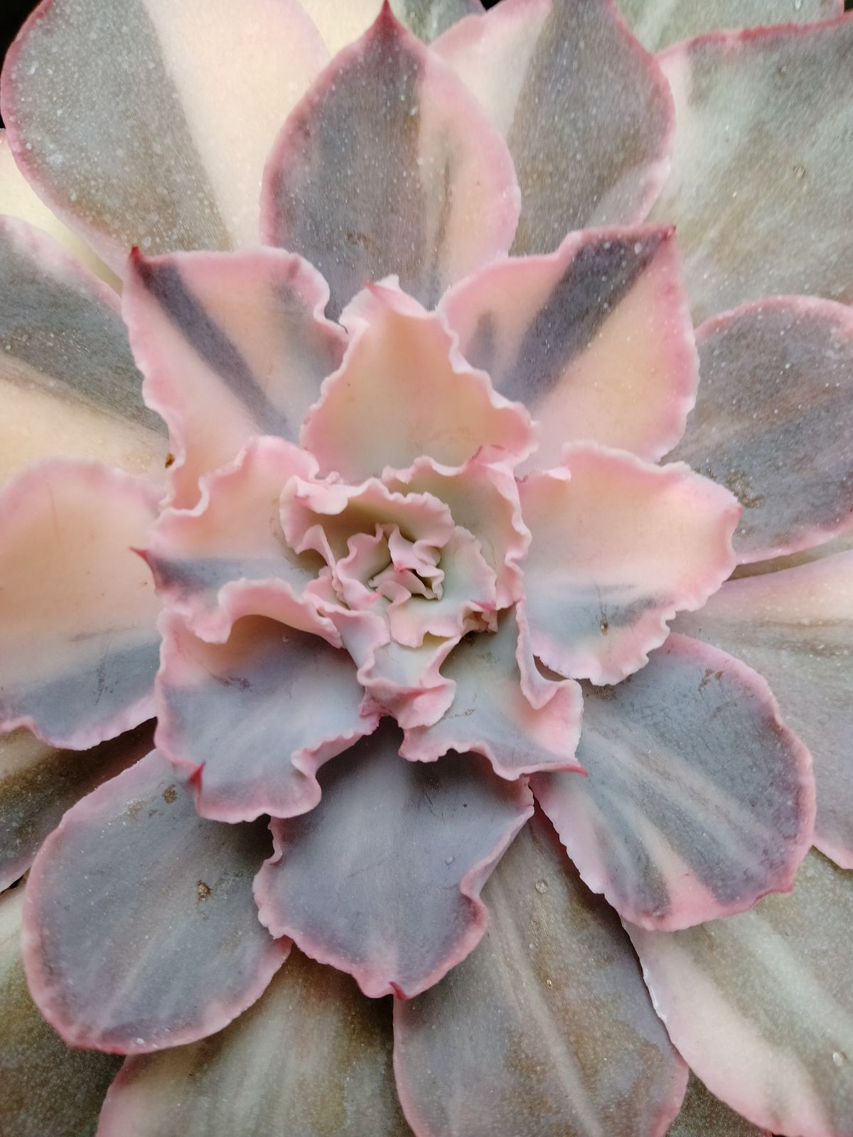 メルカリ便　フィレンツェ錦　韓国苗 メルカリ便 フィレンツェ錦 韓国苗