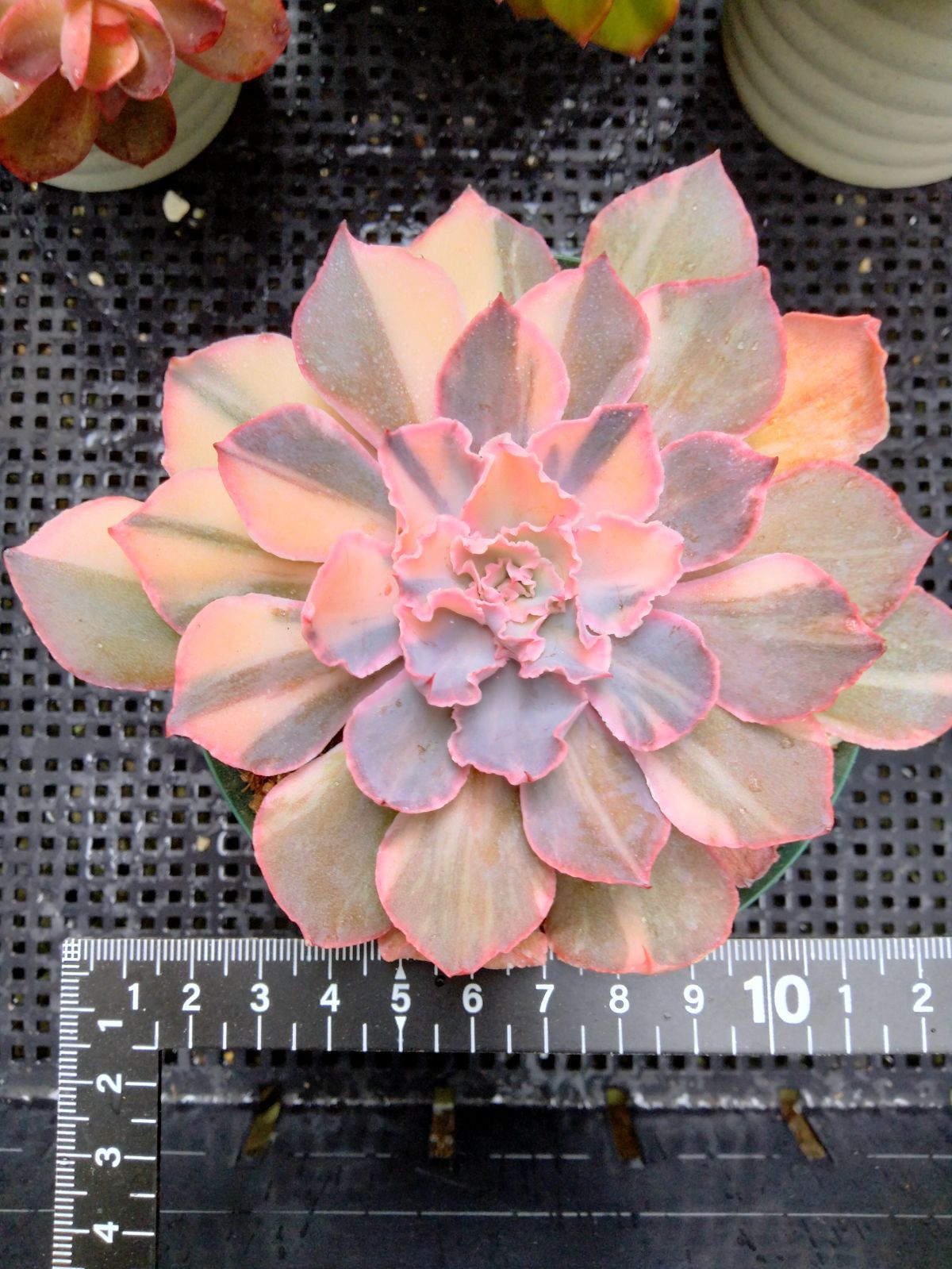 多肉植物 フィレンツェ錦 ① - メルカリ