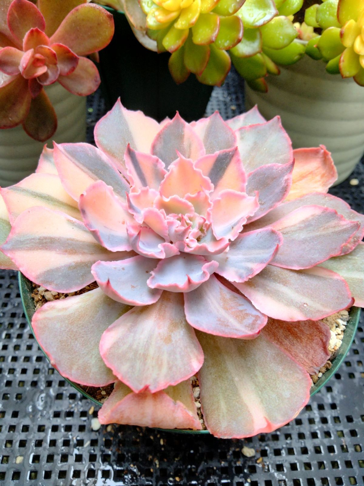 多肉植物 フィレンツェ錦 ① - メルカリ