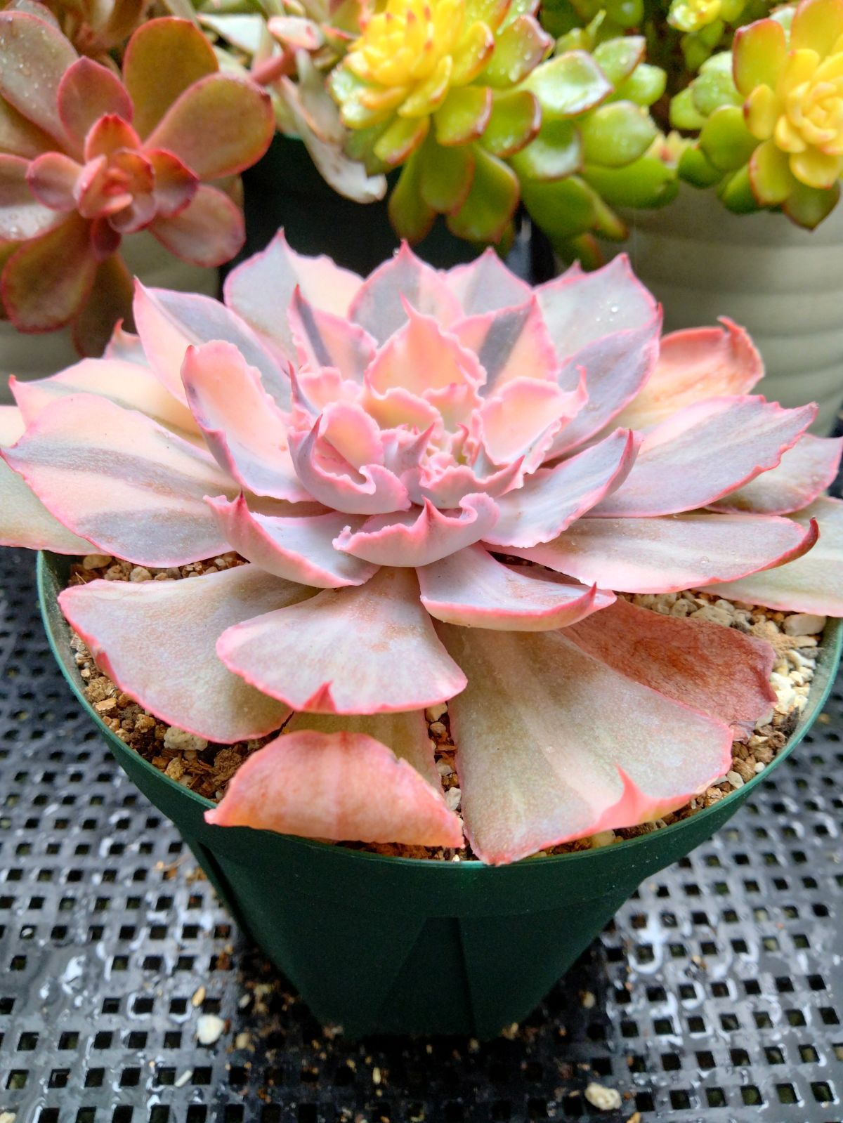 工場 多肉植物 フィレンツェ錦 ① 多肉植物 フィレンツェ錦 ① 多肉